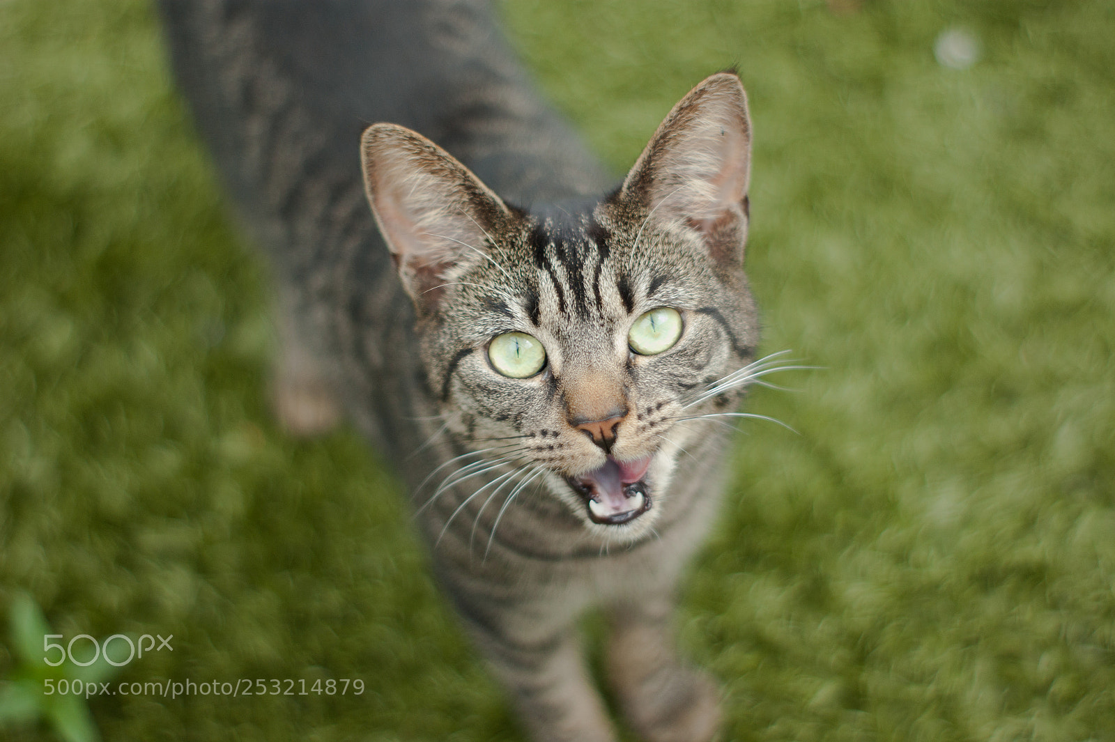 Sony Alpha DSLR-A290 sample photo. Lilly photography