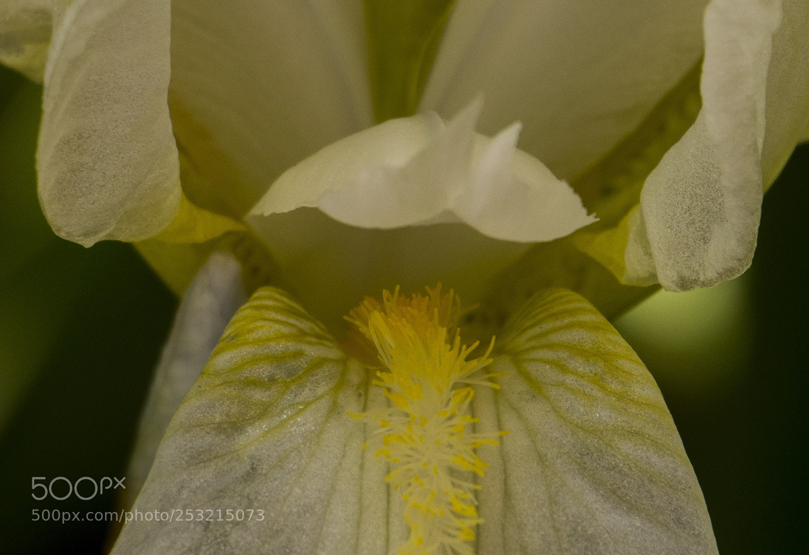 Canon EOS 77D (EOS 9000D / EOS 770D) sample photo. White lilie photography