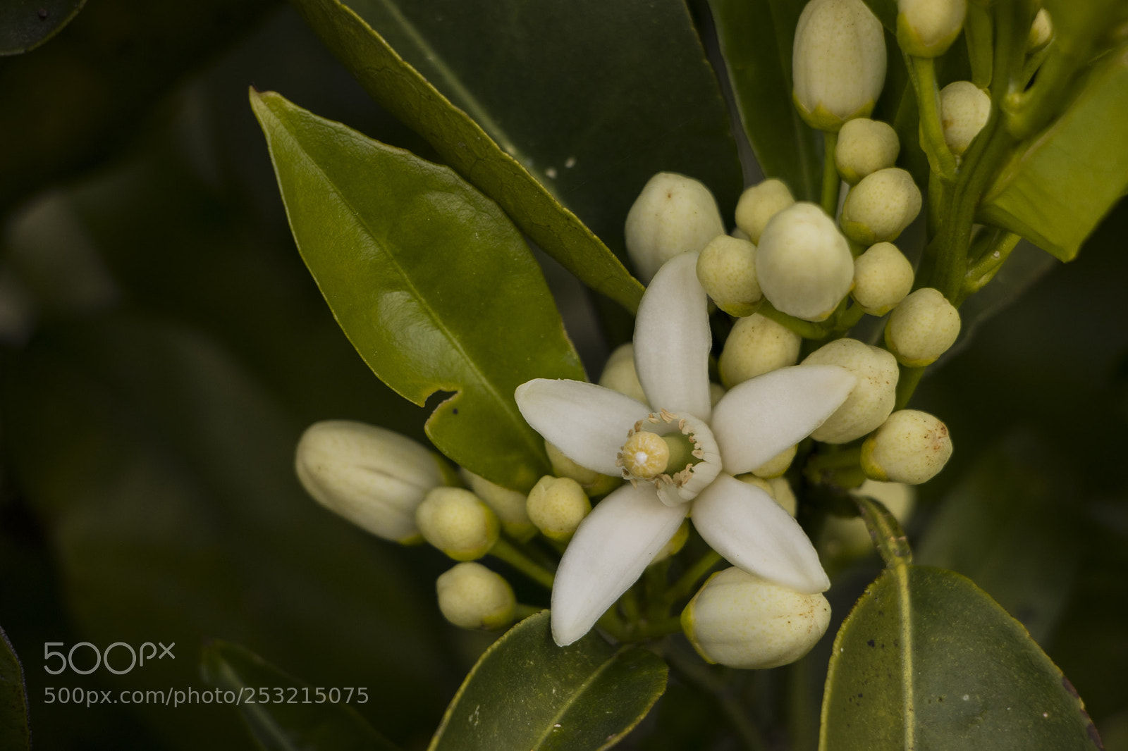 Canon EOS 77D (EOS 9000D / EOS 770D) sample photo. Orange tree flower photography