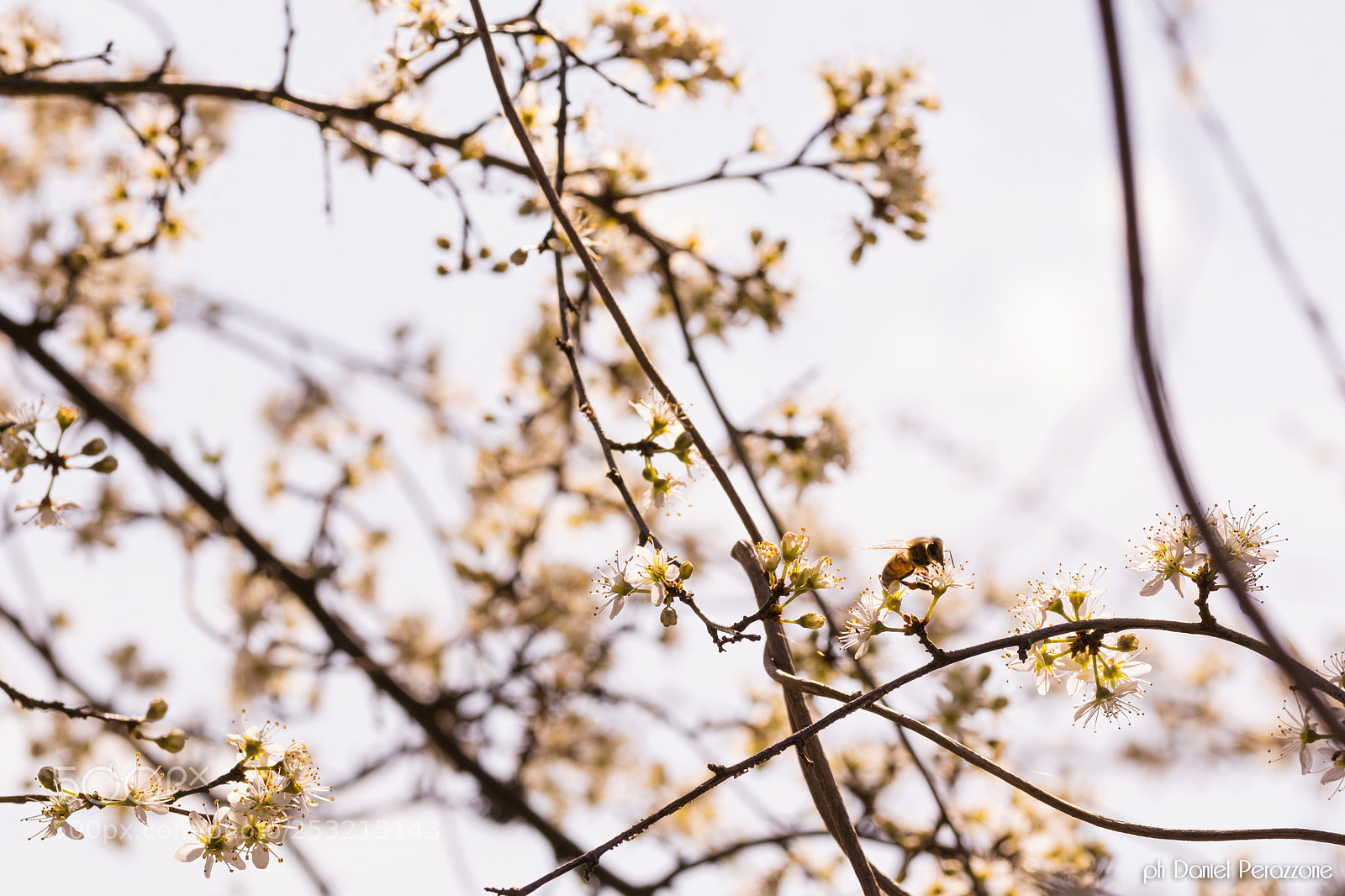 Nikon D7100 sample photo. Take a walk on photography