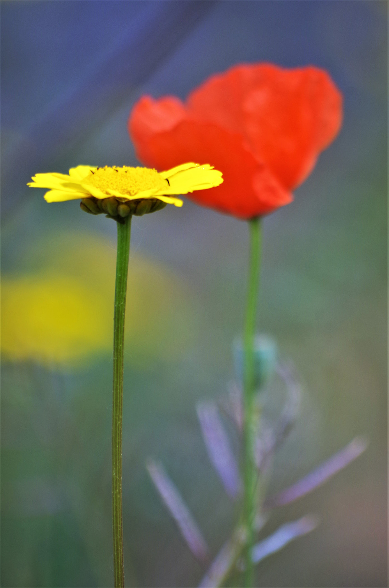 Pentax K-50 + HD Pentax DA 55-300mm F4.0-5.8 ED WR sample photo. Che bel fior! photography