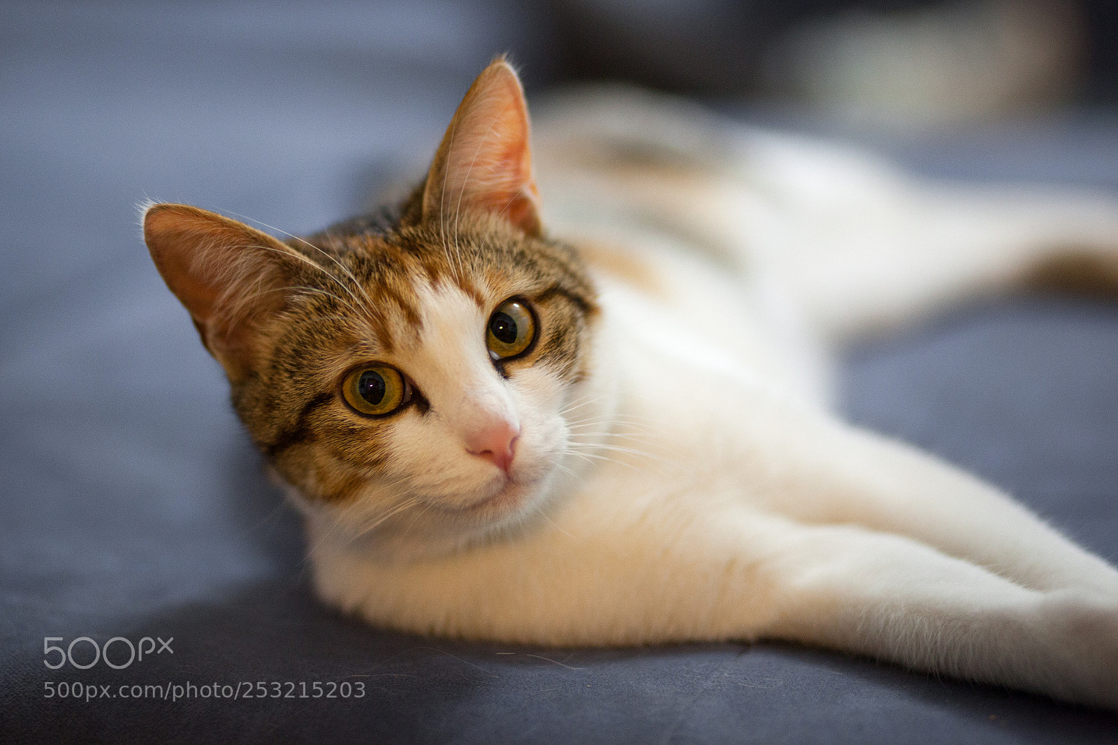 Canon EOS 5D Mark II sample photo. Cat playing inside house photography