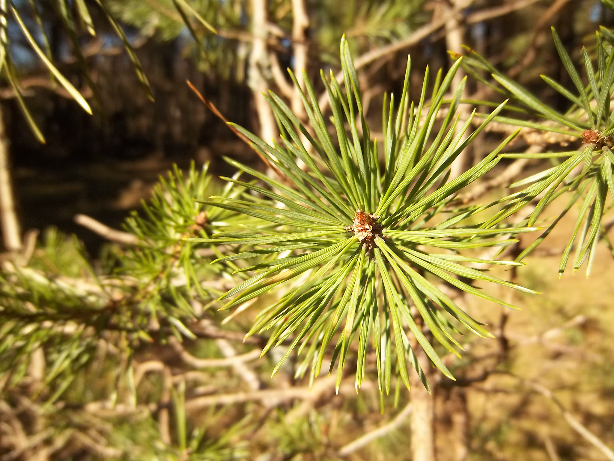 Kodak EASYSHARE M575 DIGITAL CAMERA sample photo. Fir branch photography