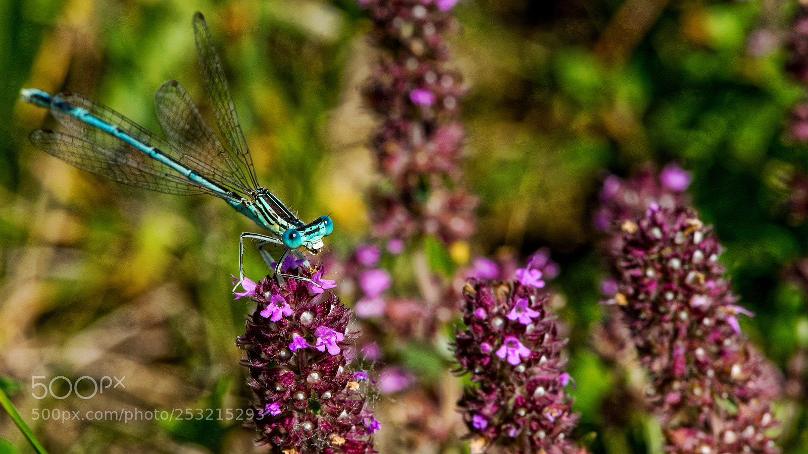 Sony a7 II sample photo. Dragon-fly photography