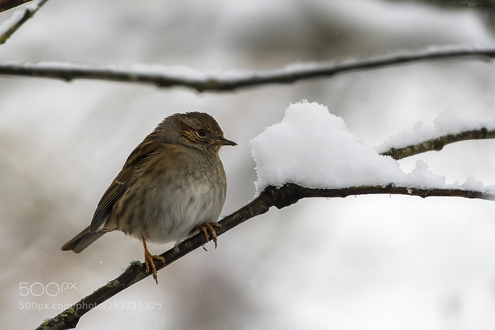 Nikon D500 sample photo. Small bird in winter photography