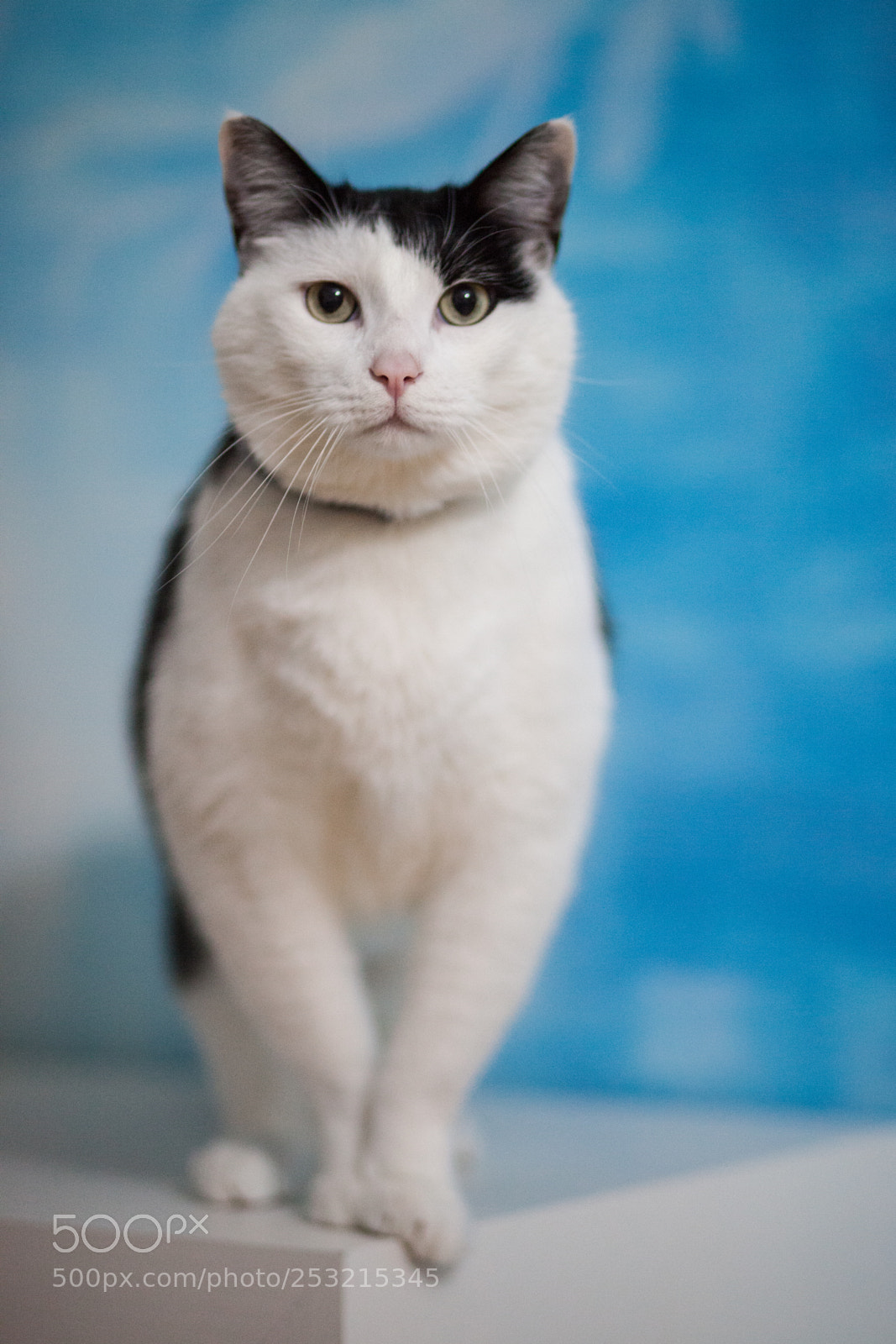 Canon EOS 5D Mark II sample photo. Cat playing inside house photography