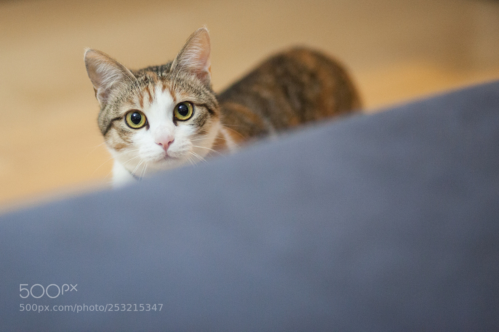 Canon EOS 5D Mark II sample photo. Cat playing inside house photography