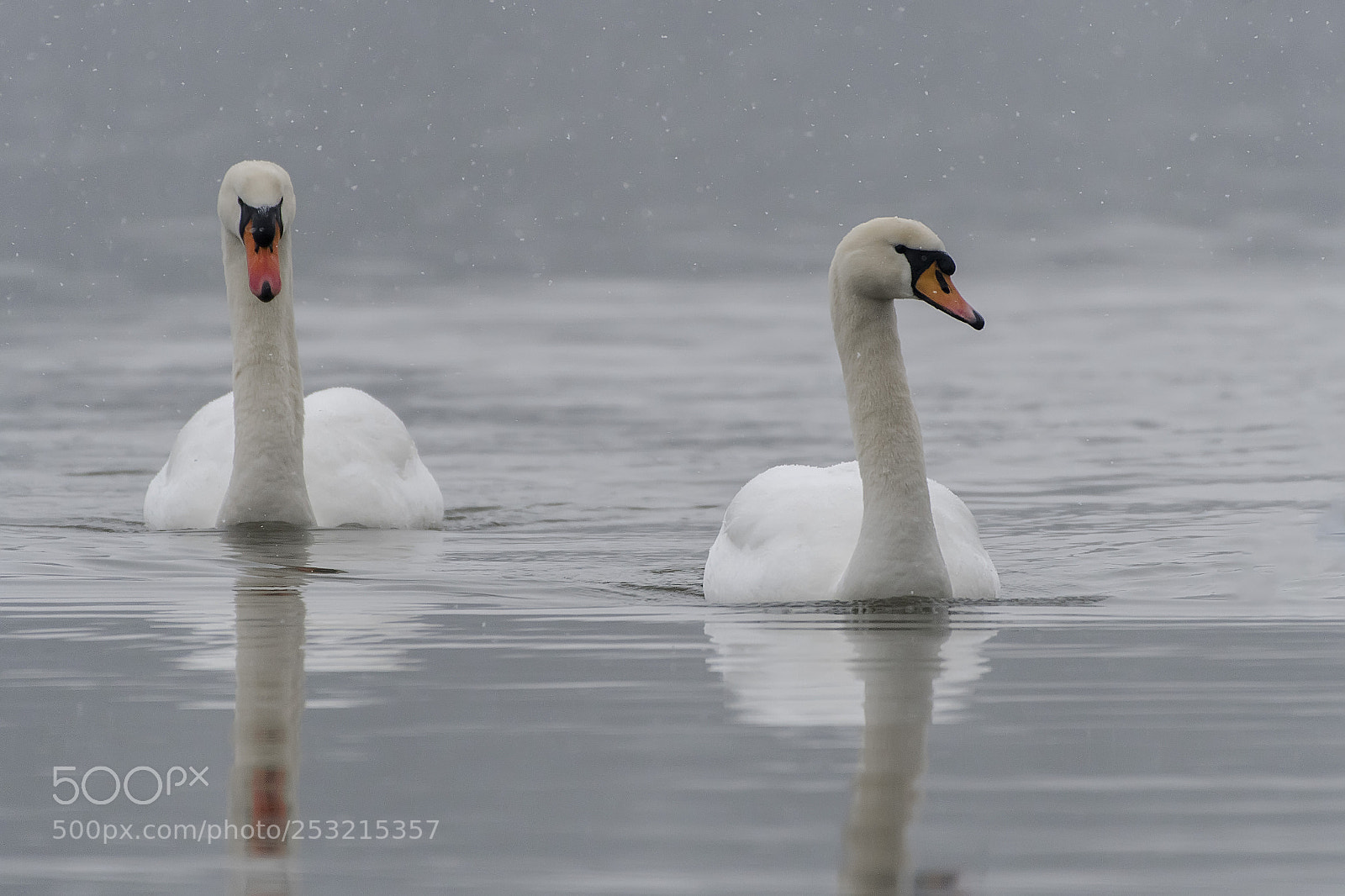 Nikon D500 sample photo. Swans under snow photography