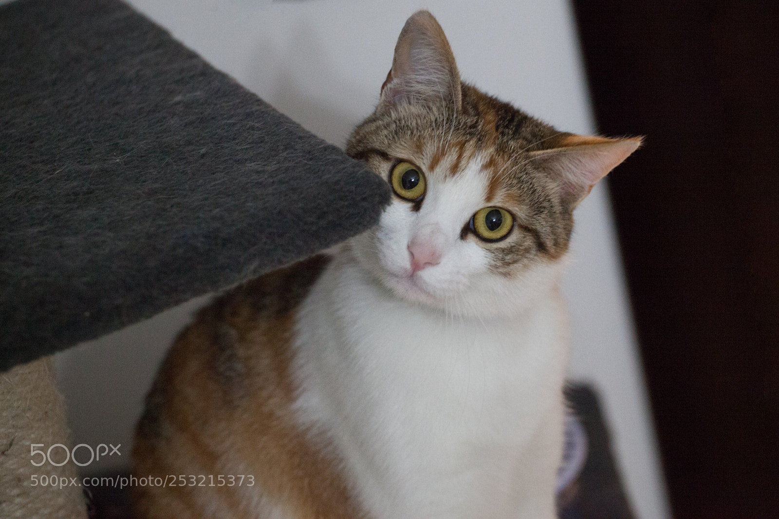 Canon EOS 5D Mark II sample photo. Cat playing inside house photography