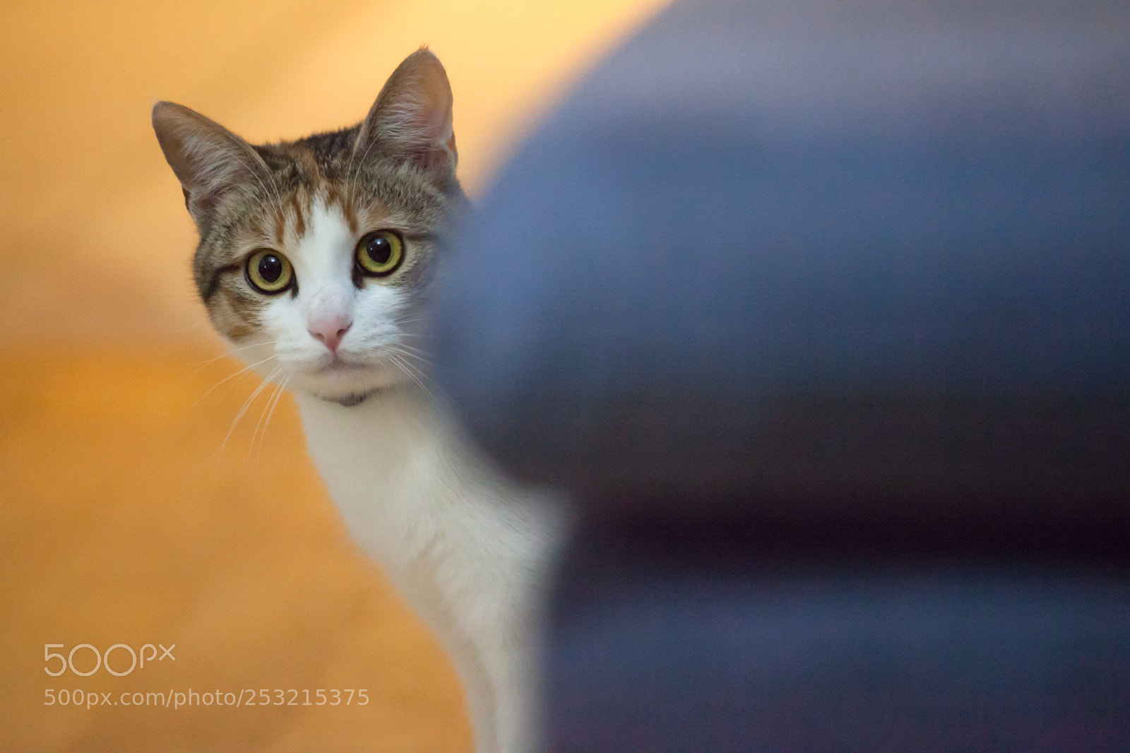 Canon EOS 5D Mark II sample photo. Cat playing inside house photography
