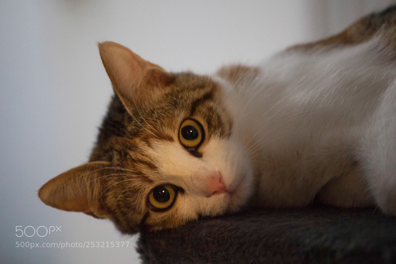 Canon EOS 5D Mark II sample photo. Cat playing inside house photography