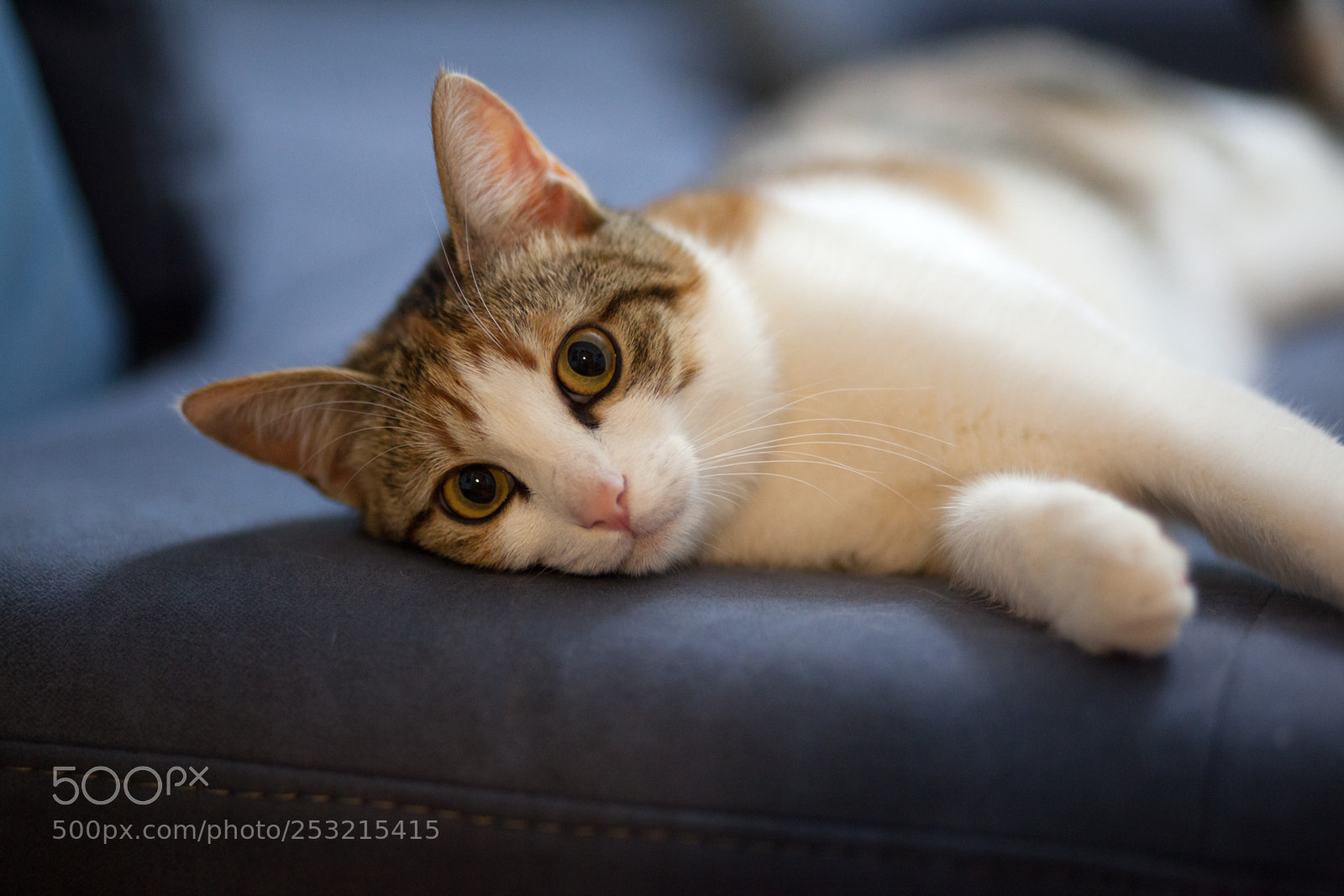 Canon EOS 5D Mark II sample photo. Cat playing inside house photography
