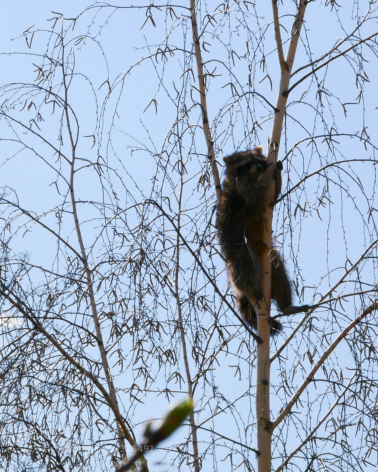 Panasonic DMC-G81 sample photo. Racoon relaxing on the photography