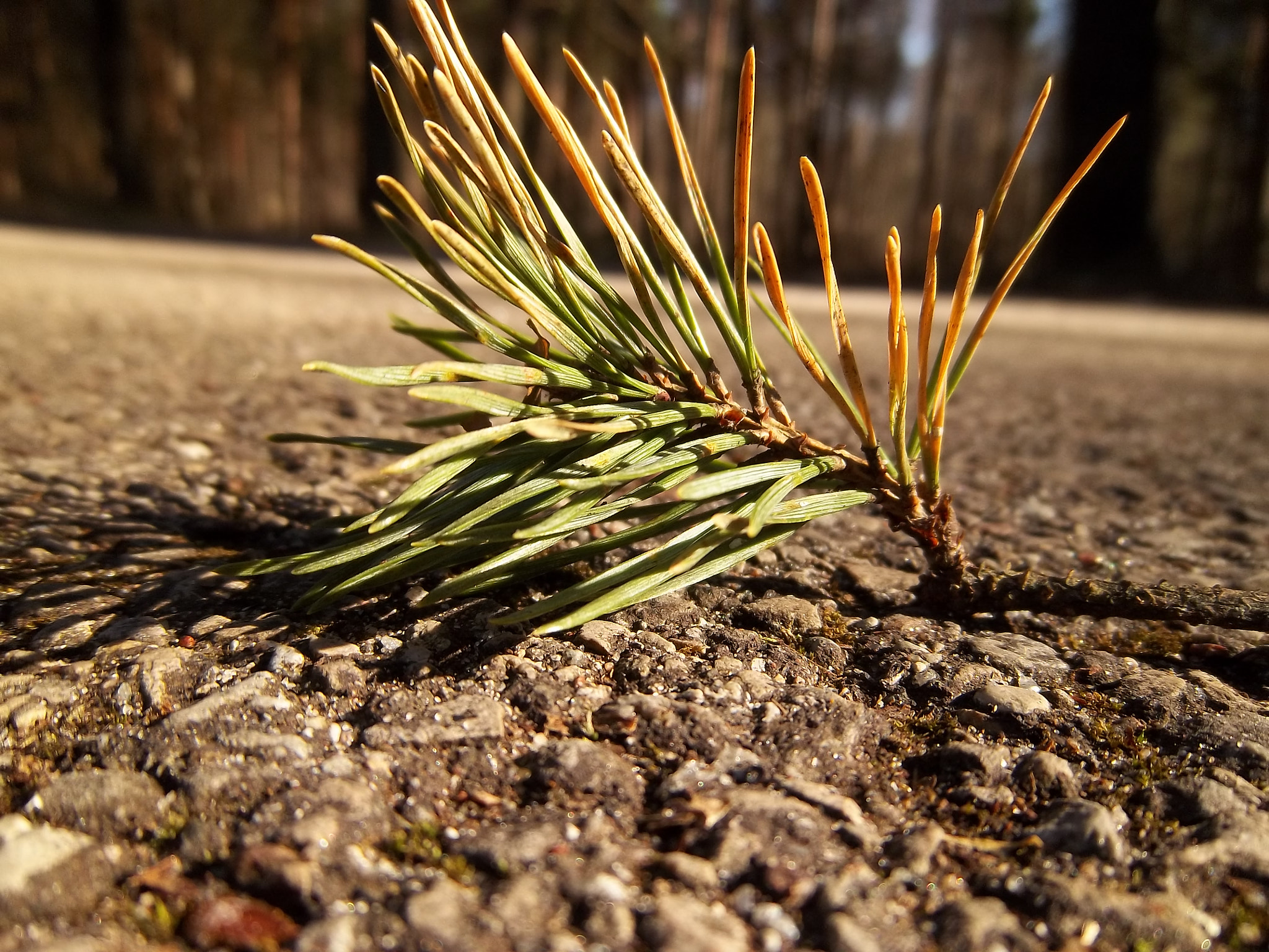 Kodak EASYSHARE M575 DIGITAL CAMERA sample photo. Fir branch on the road photography