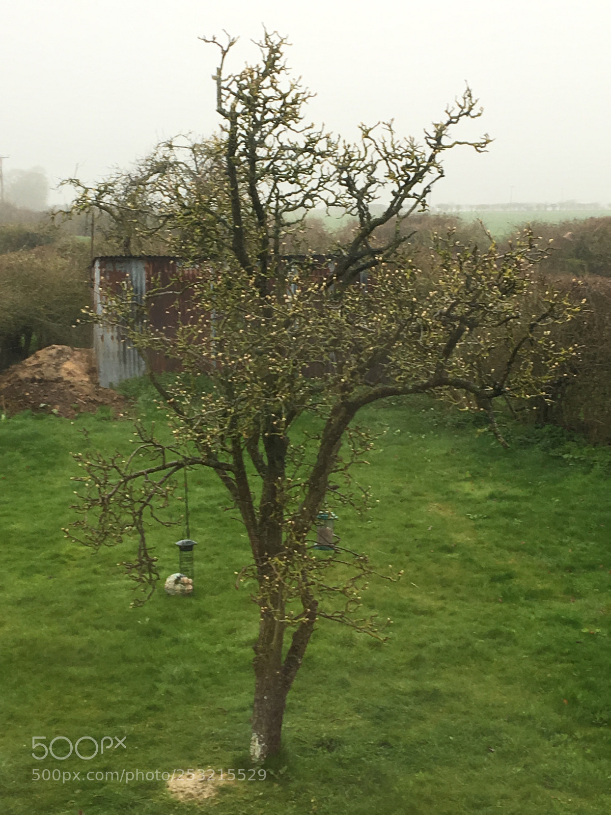 Apple iPhone 6s sample photo. Pear tree photography