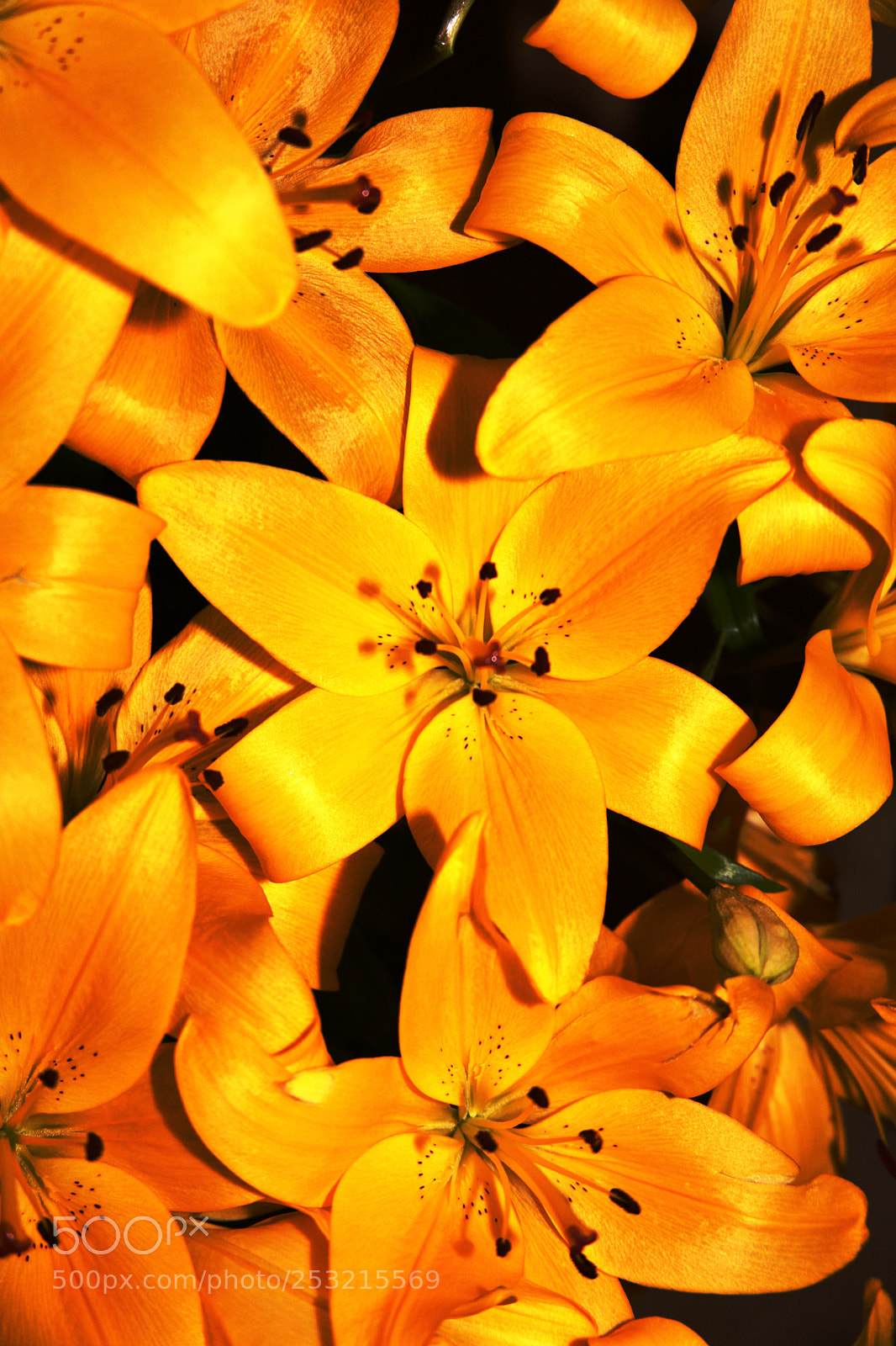 Canon EOS 5D Mark II sample photo. Lilies by flash light photography