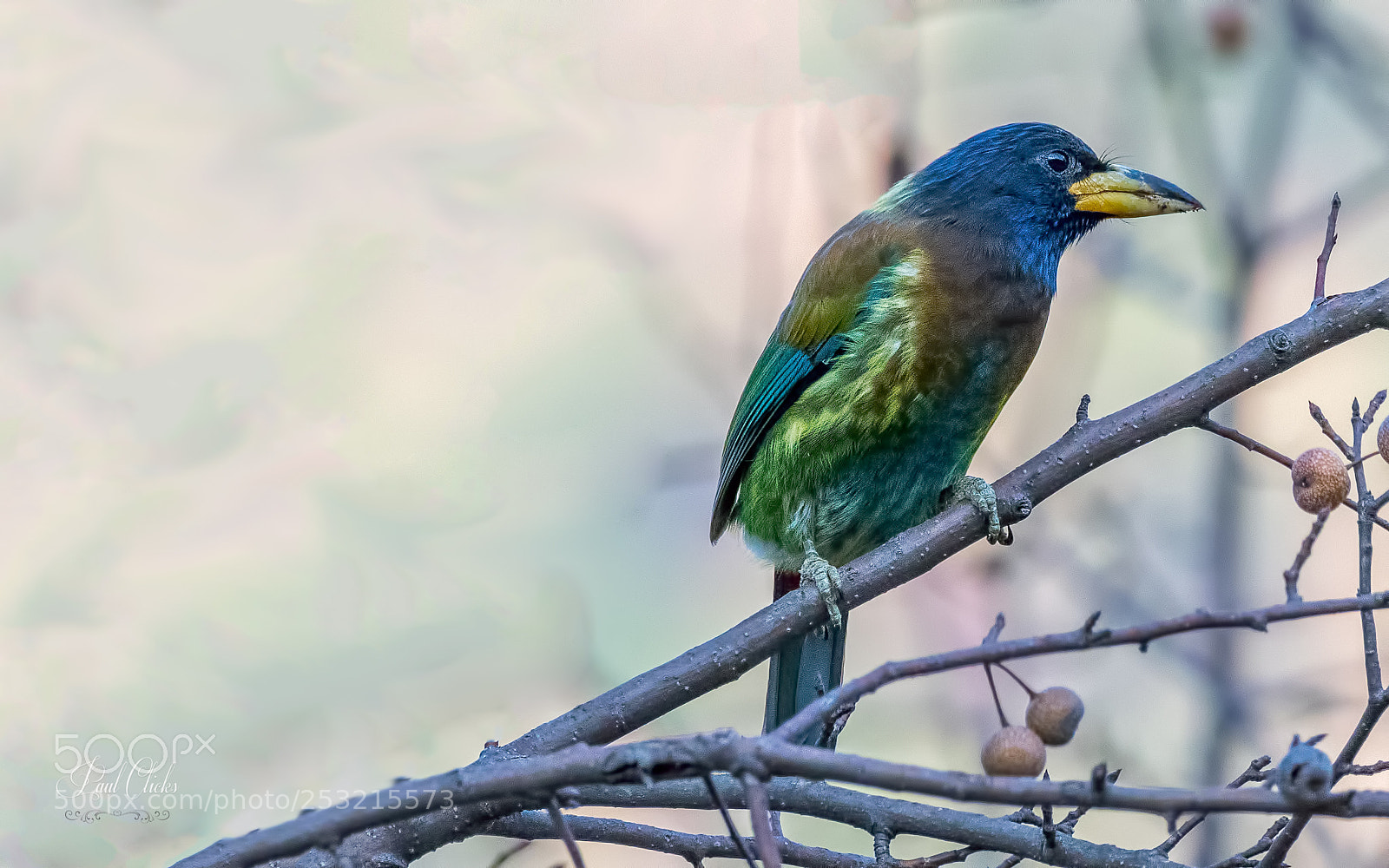 Nikon D500 sample photo. Great barbet photography