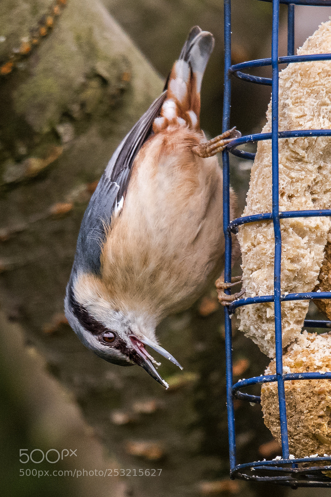 Nikon D850 sample photo. Nuthatch tongue photography