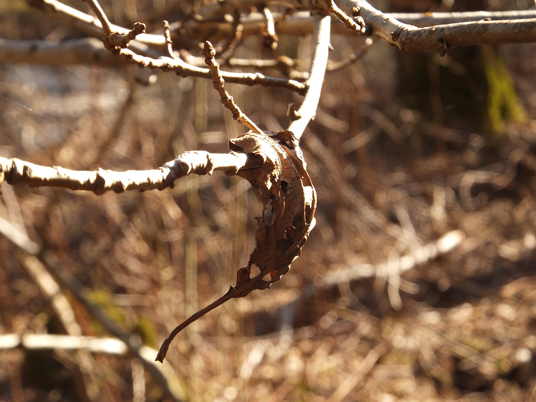 Fujifilm FinePix F660EXR sample photo. Old leaf photography