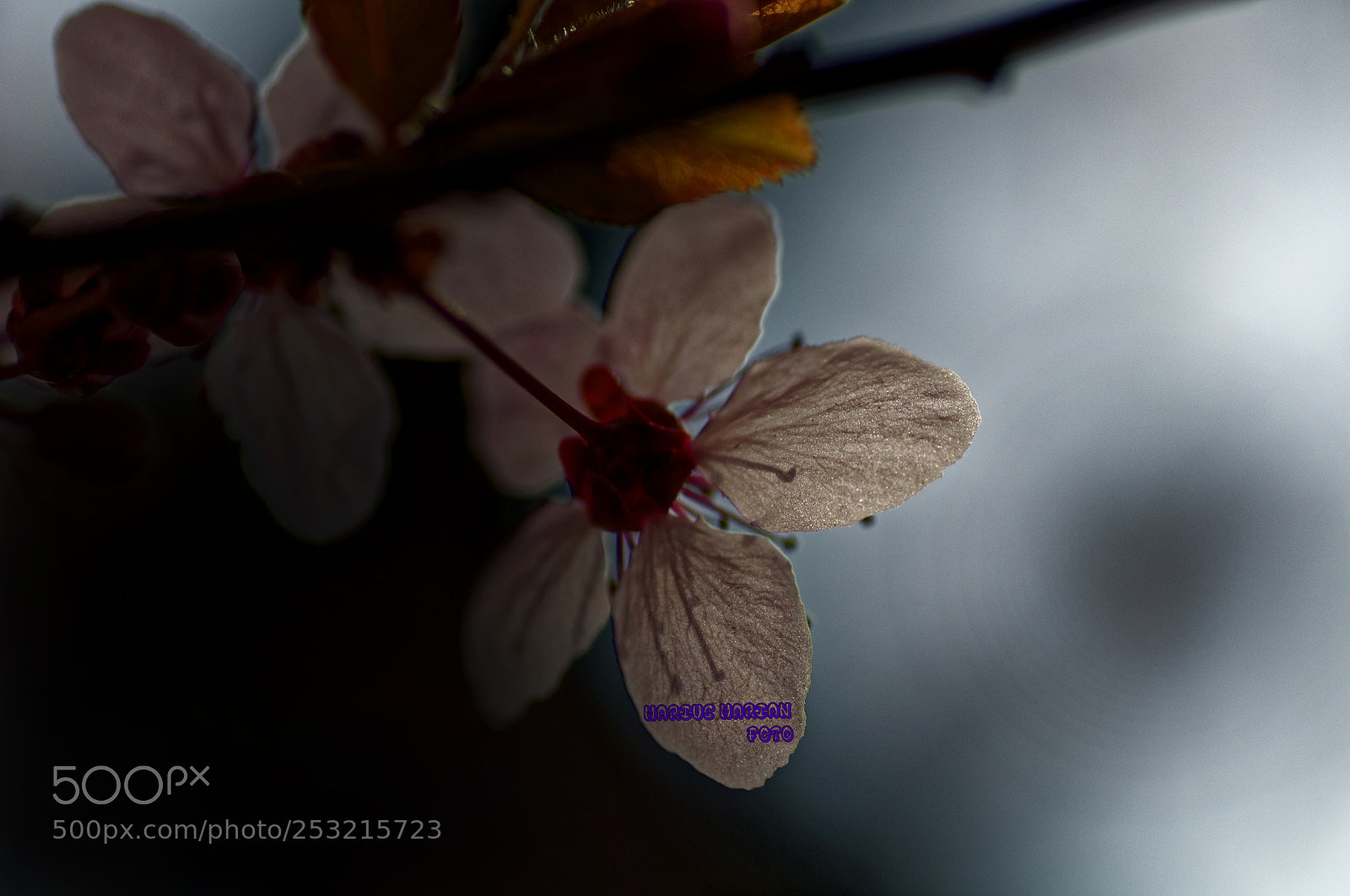 Nikon D300S sample photo. Mer photography
