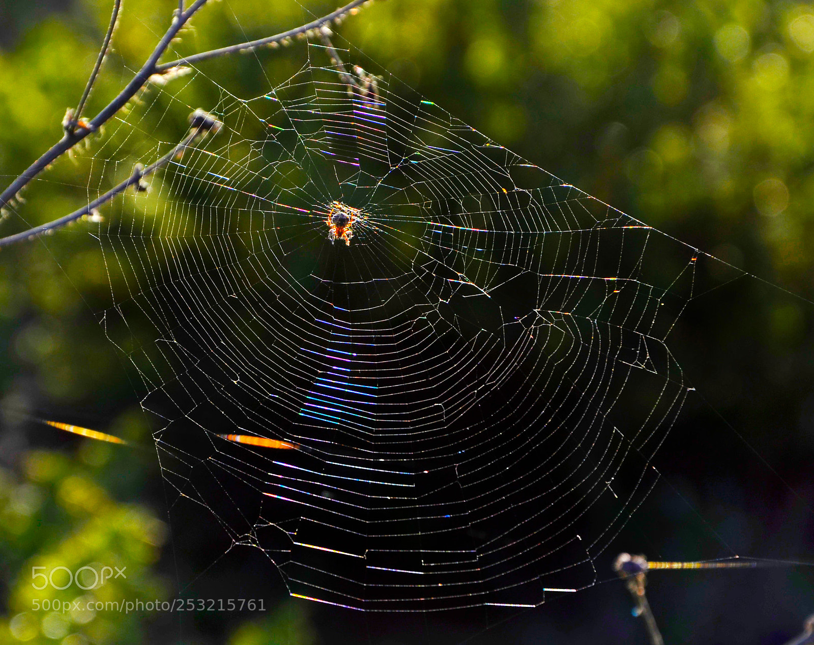 Nikon D7000 sample photo. Web photography