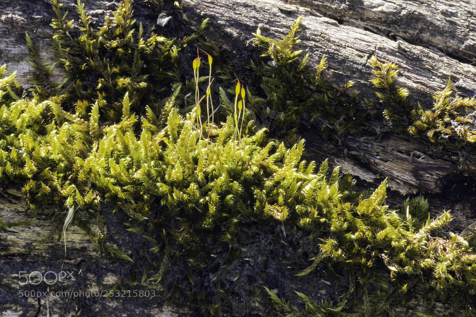 Canon EOS 600D (Rebel EOS T3i / EOS Kiss X5) sample photo. Moss on wood photography