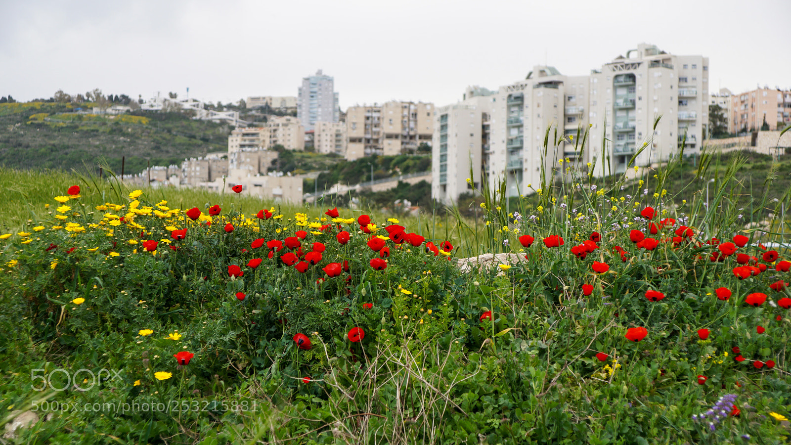Sony ILCA-77M2 sample photo. Spring in haifa photography