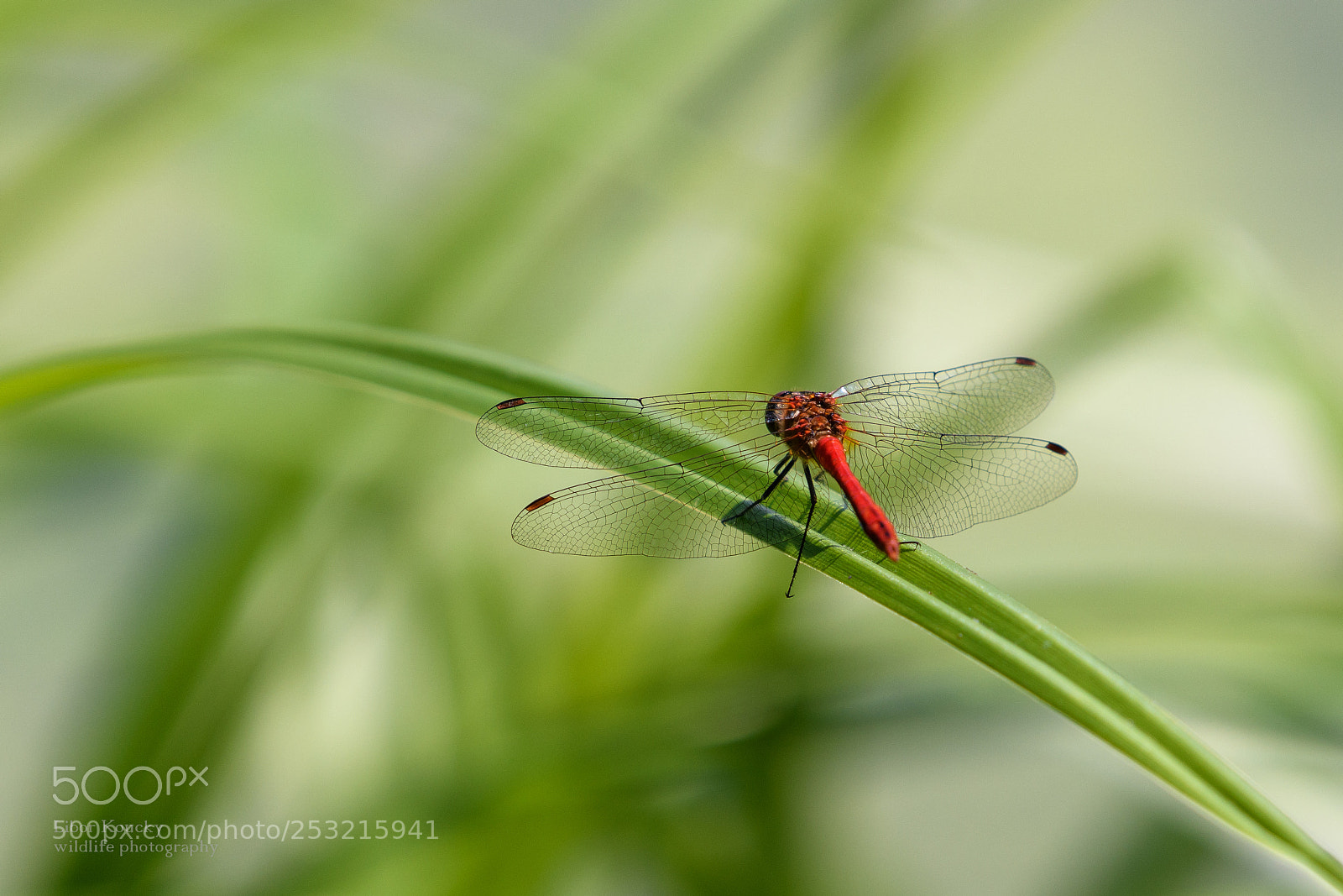 Nikon D500 sample photo. Insects photography