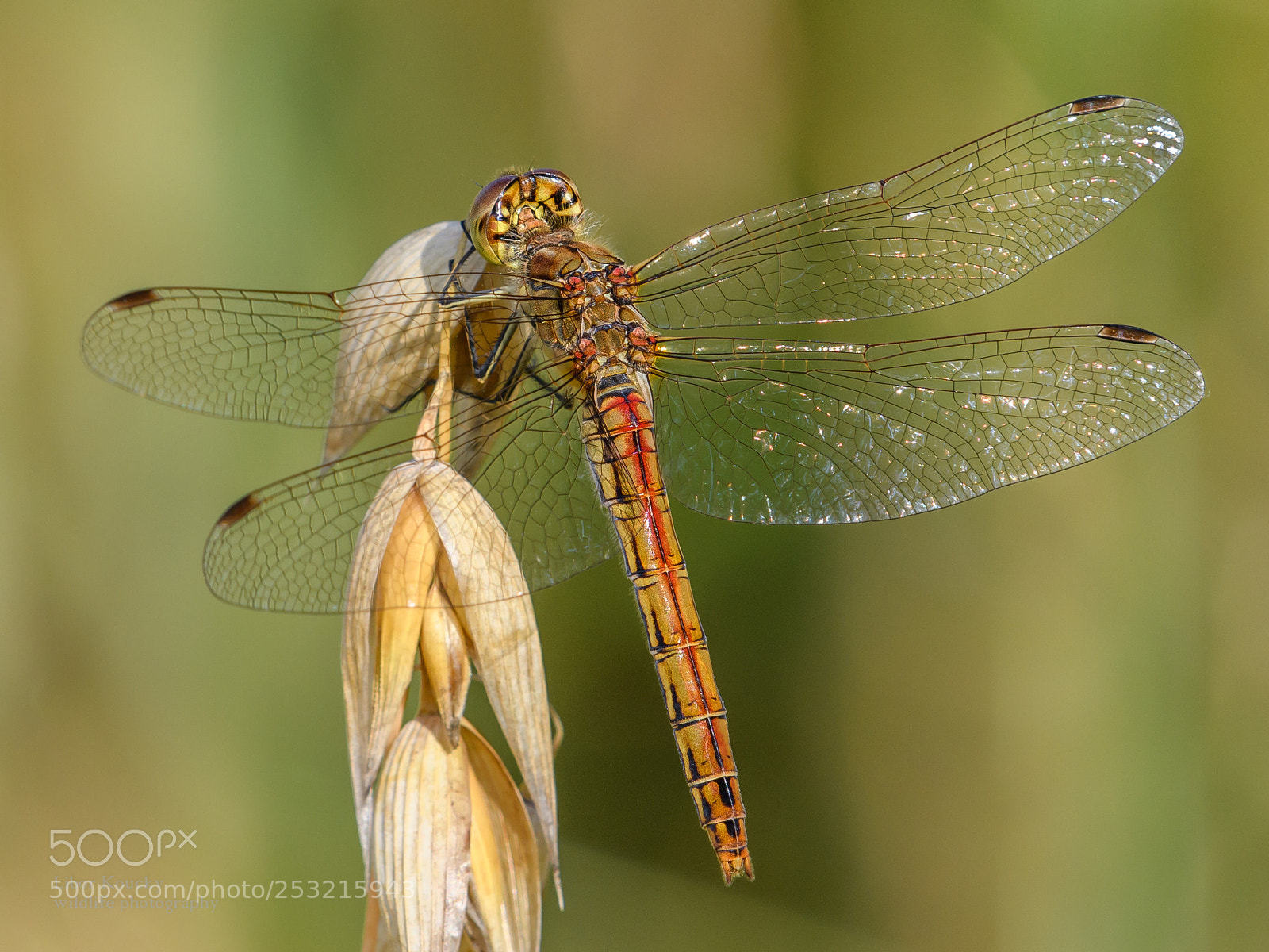 Nikon D500 sample photo. Insects photography