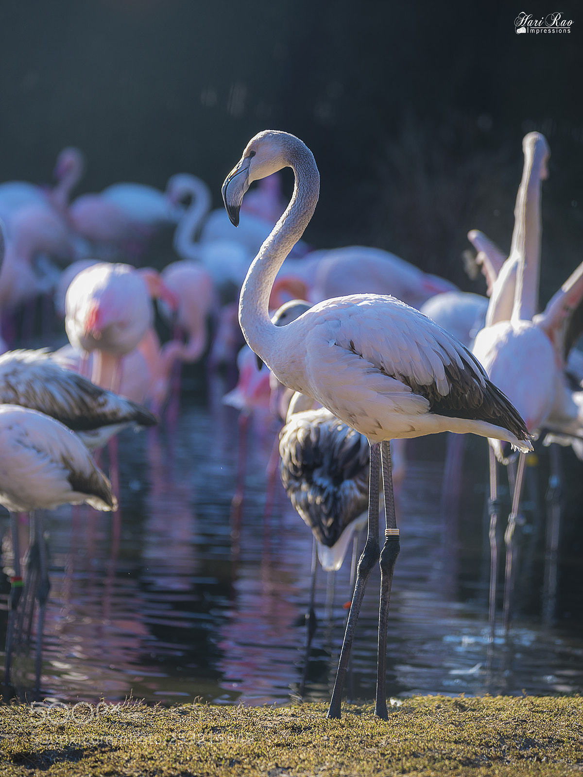 Nikon D810 sample photo. Its too crowded! photography