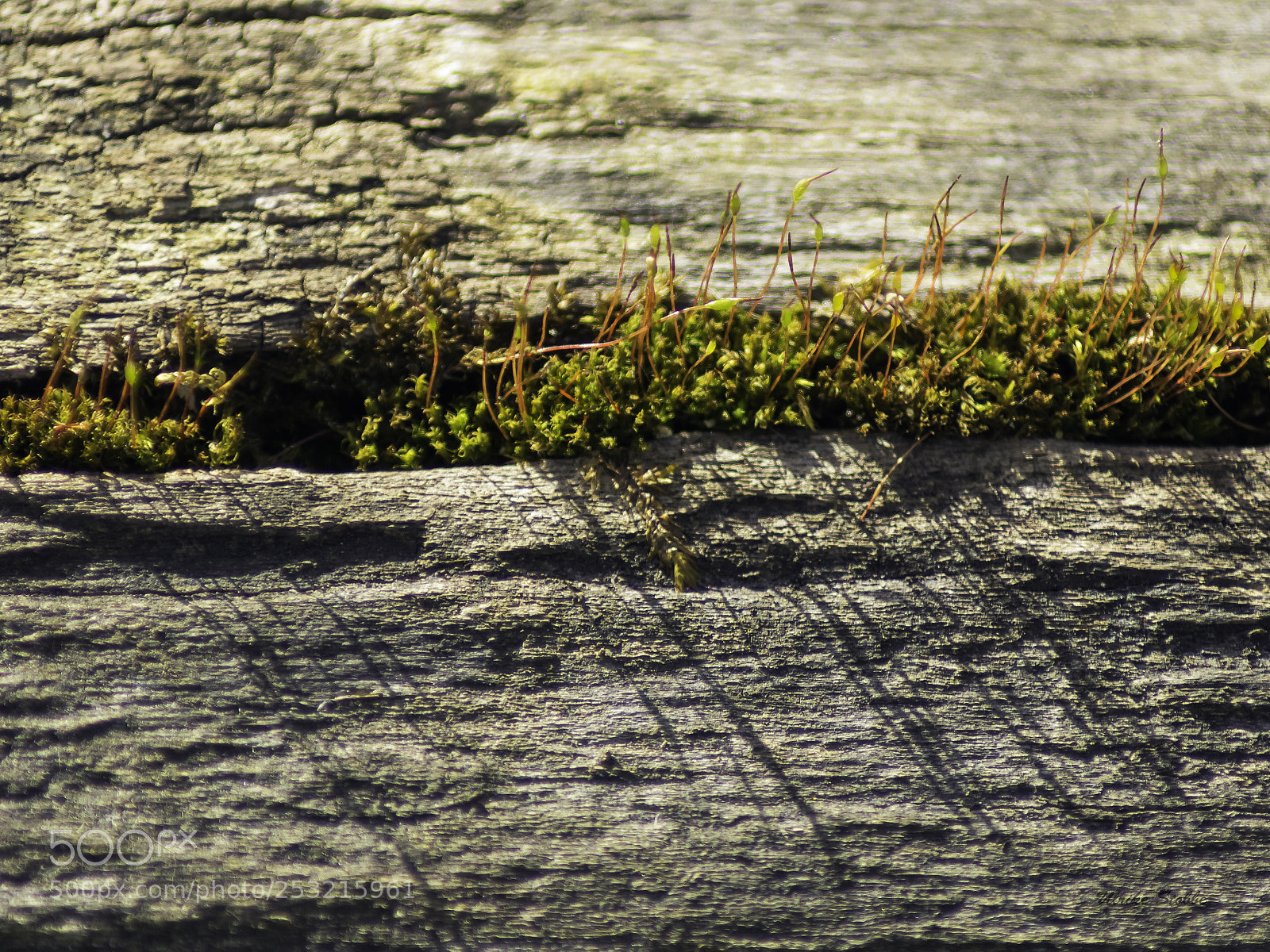 Canon EOS 600D (Rebel EOS T3i / EOS Kiss X5) sample photo. Moss on wood 2 photography