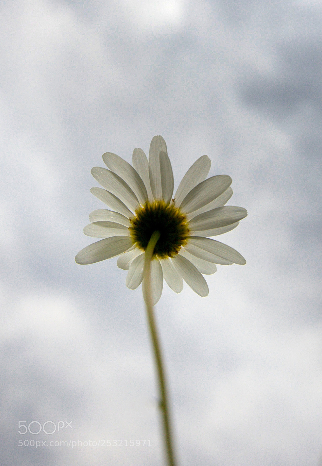 Canon EOS 600D (Rebel EOS T3i / EOS Kiss X5) sample photo. Up to the sky photography