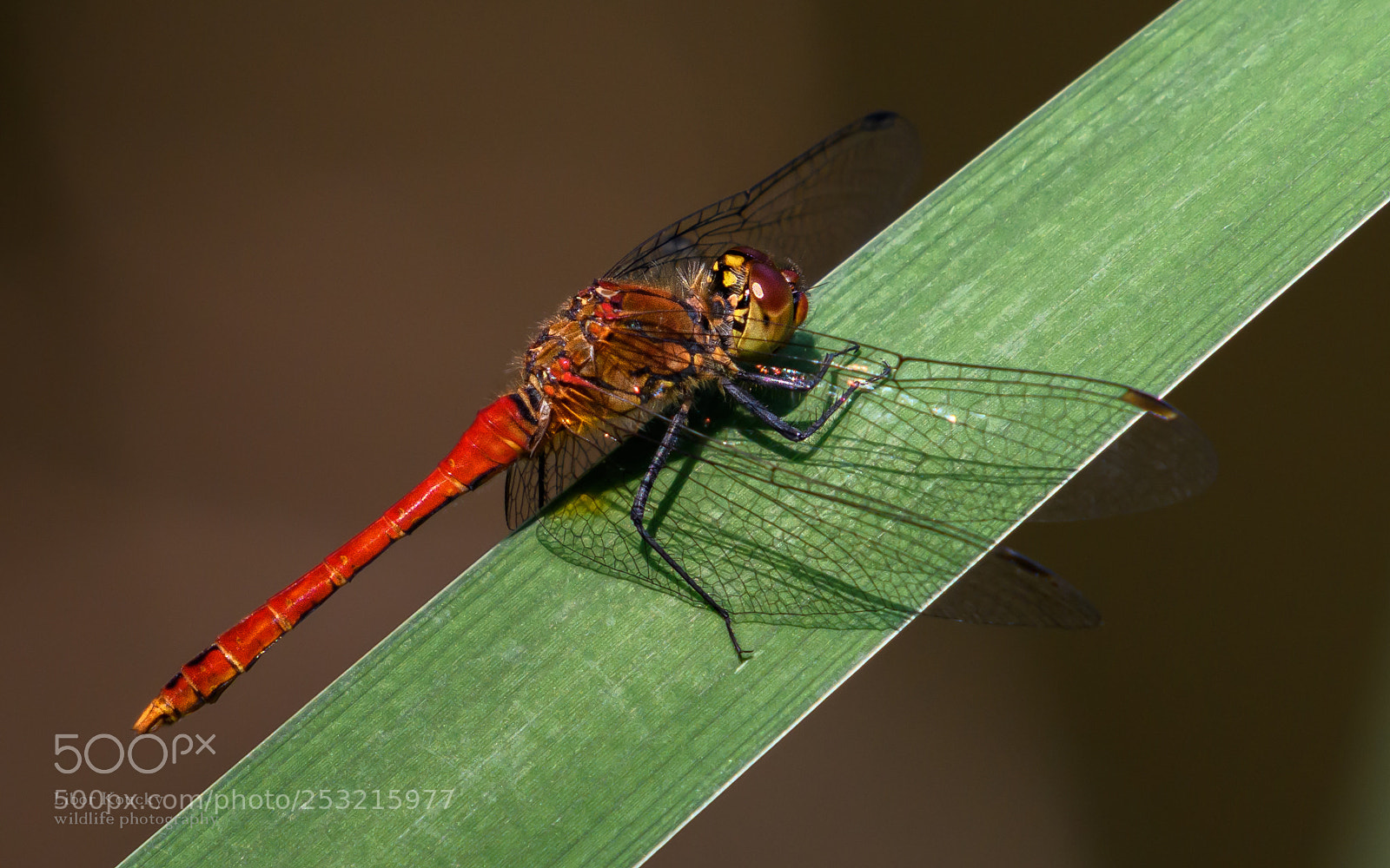 Nikon D500 sample photo. Insects photography