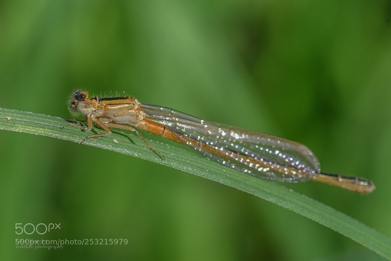 Nikon D500 sample photo. Insects photography