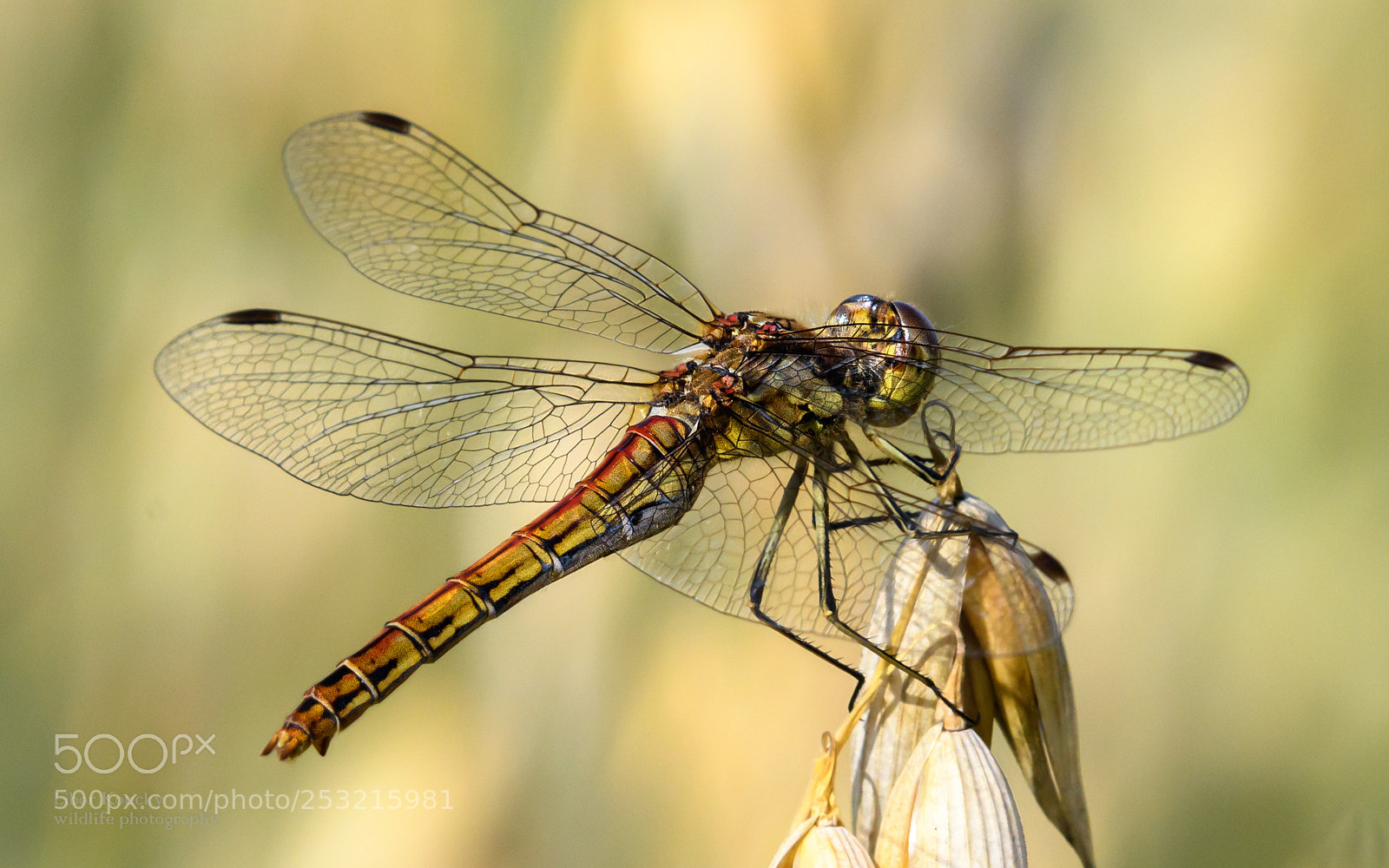 Nikon D500 sample photo. Insects photography