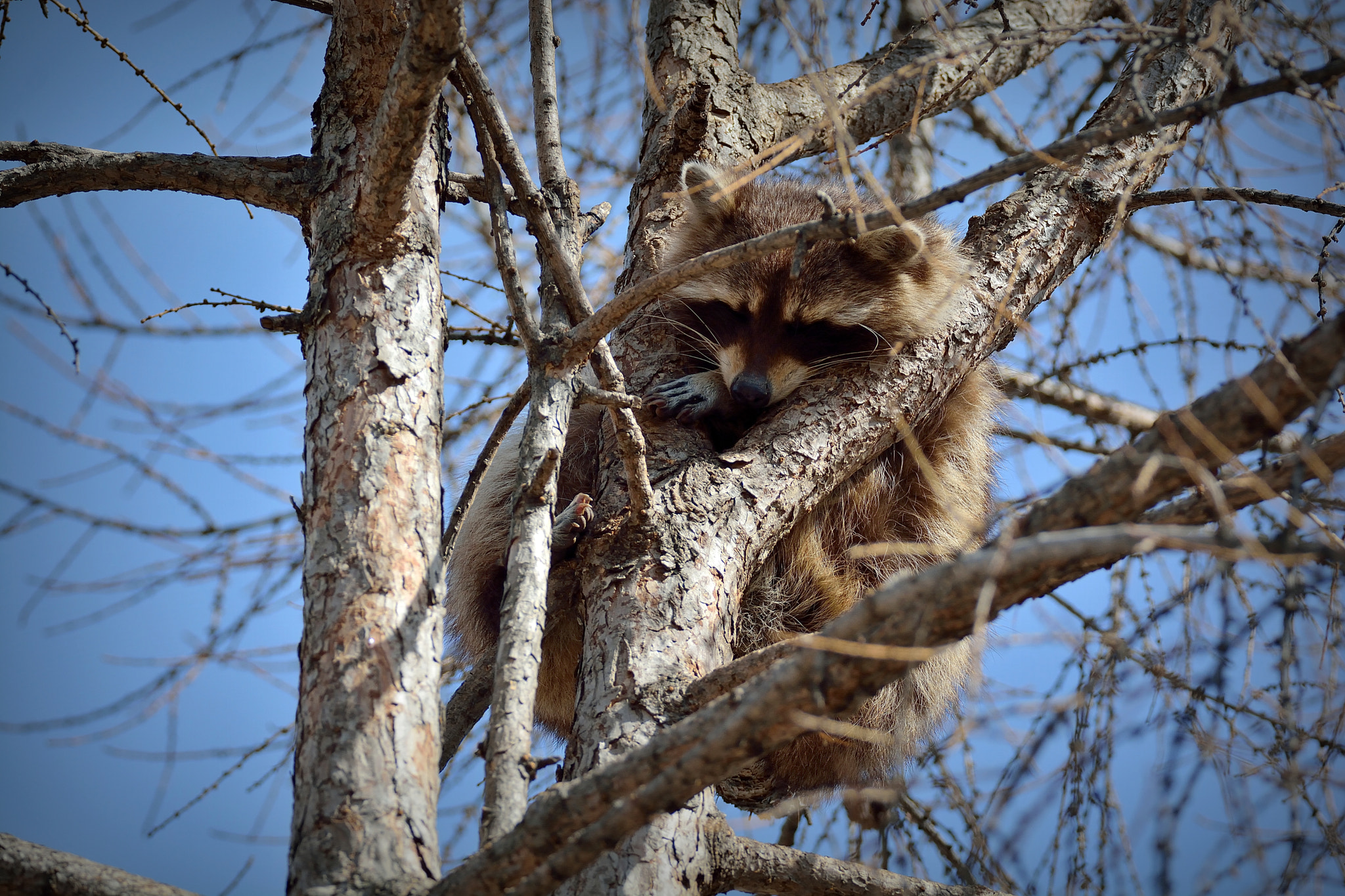 Nikon D7100 sample photo. Сон photography