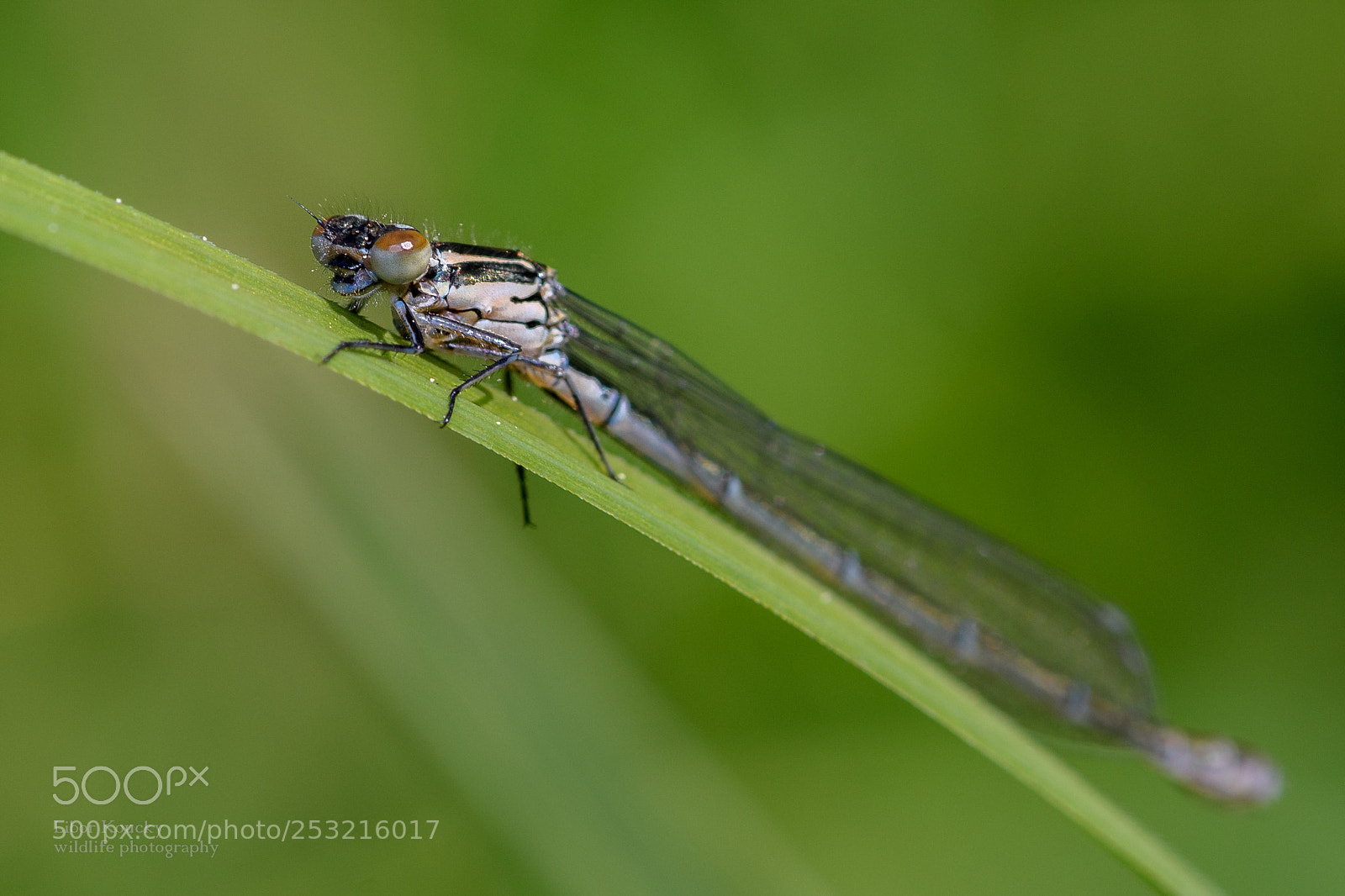 Nikon D500 sample photo. Insects photography