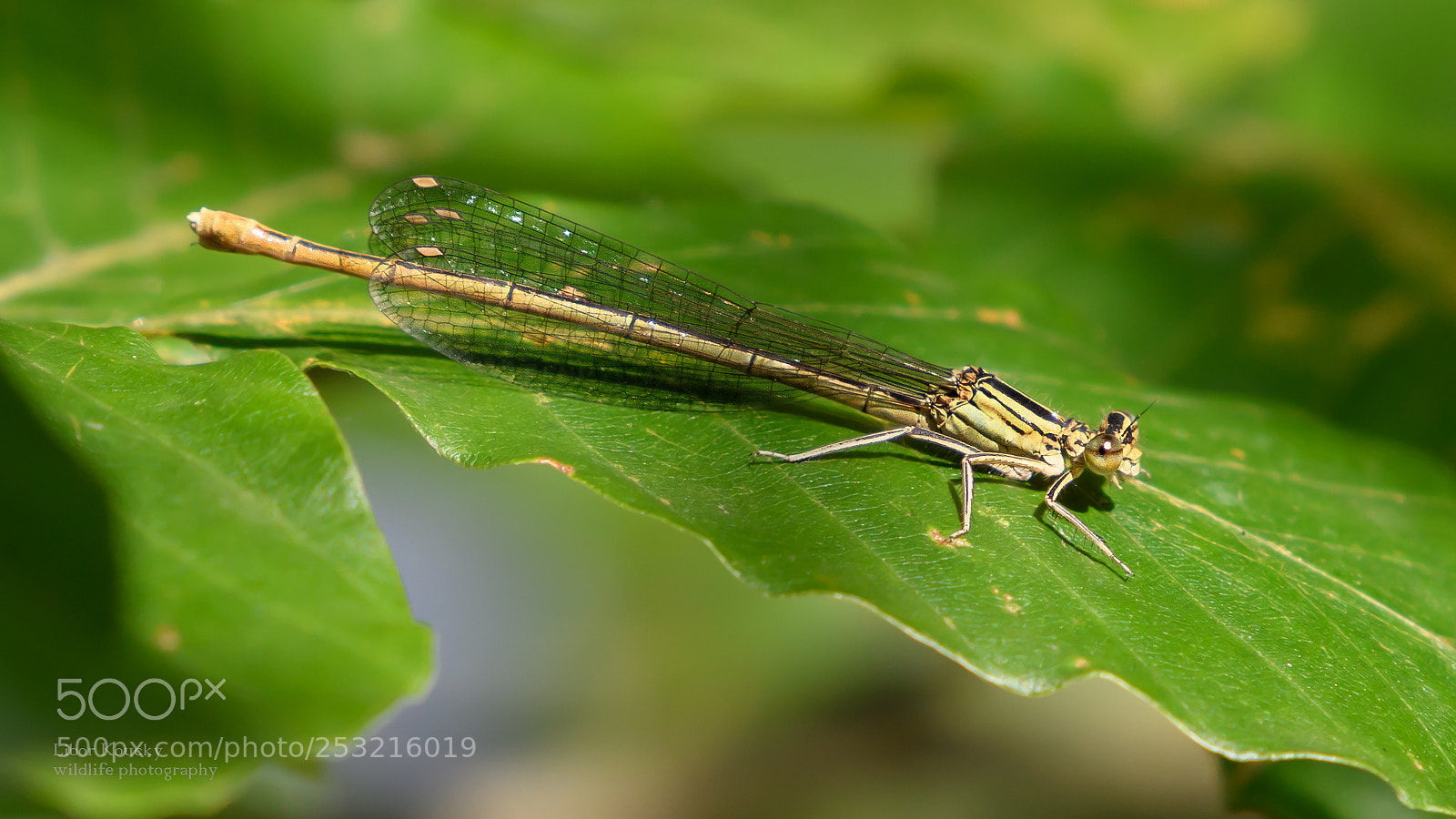 Nikon D500 sample photo. Insects photography