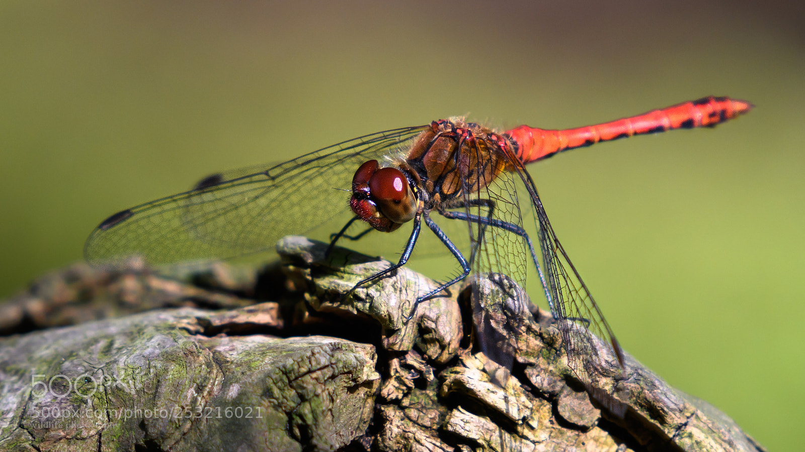 Nikon D500 sample photo. Insects photography