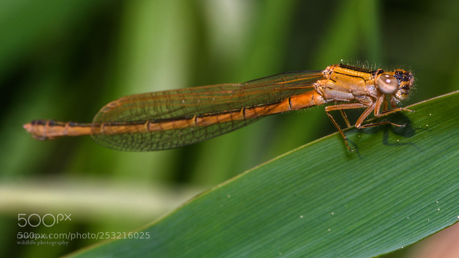 Nikon D500 sample photo. Insects photography
