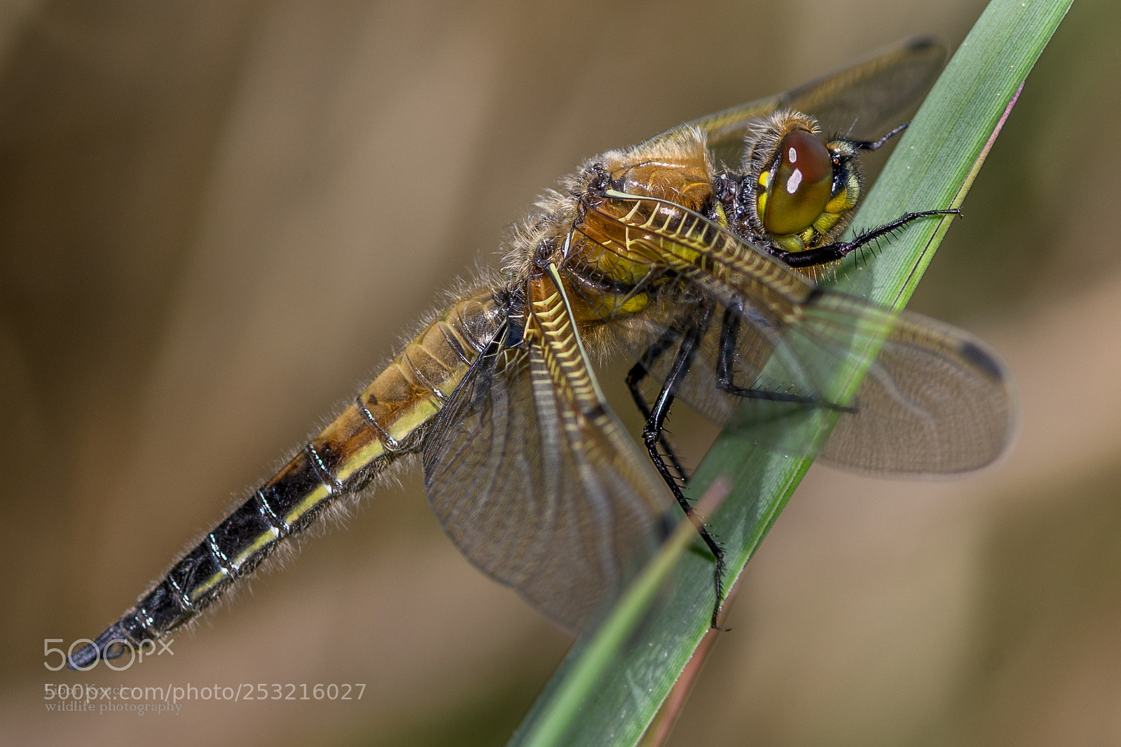 Nikon D500 sample photo. Insects photography
