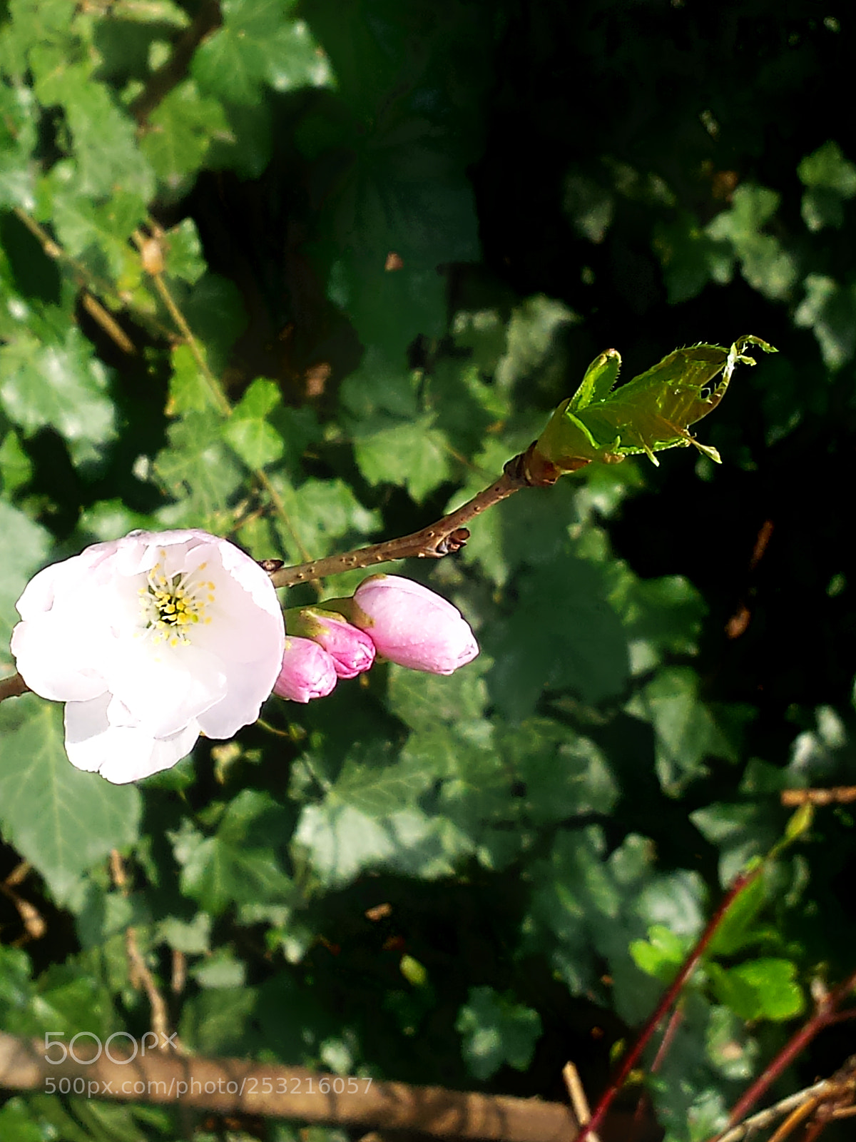 Samsung Galaxy S4 sample photo. Springtime photography