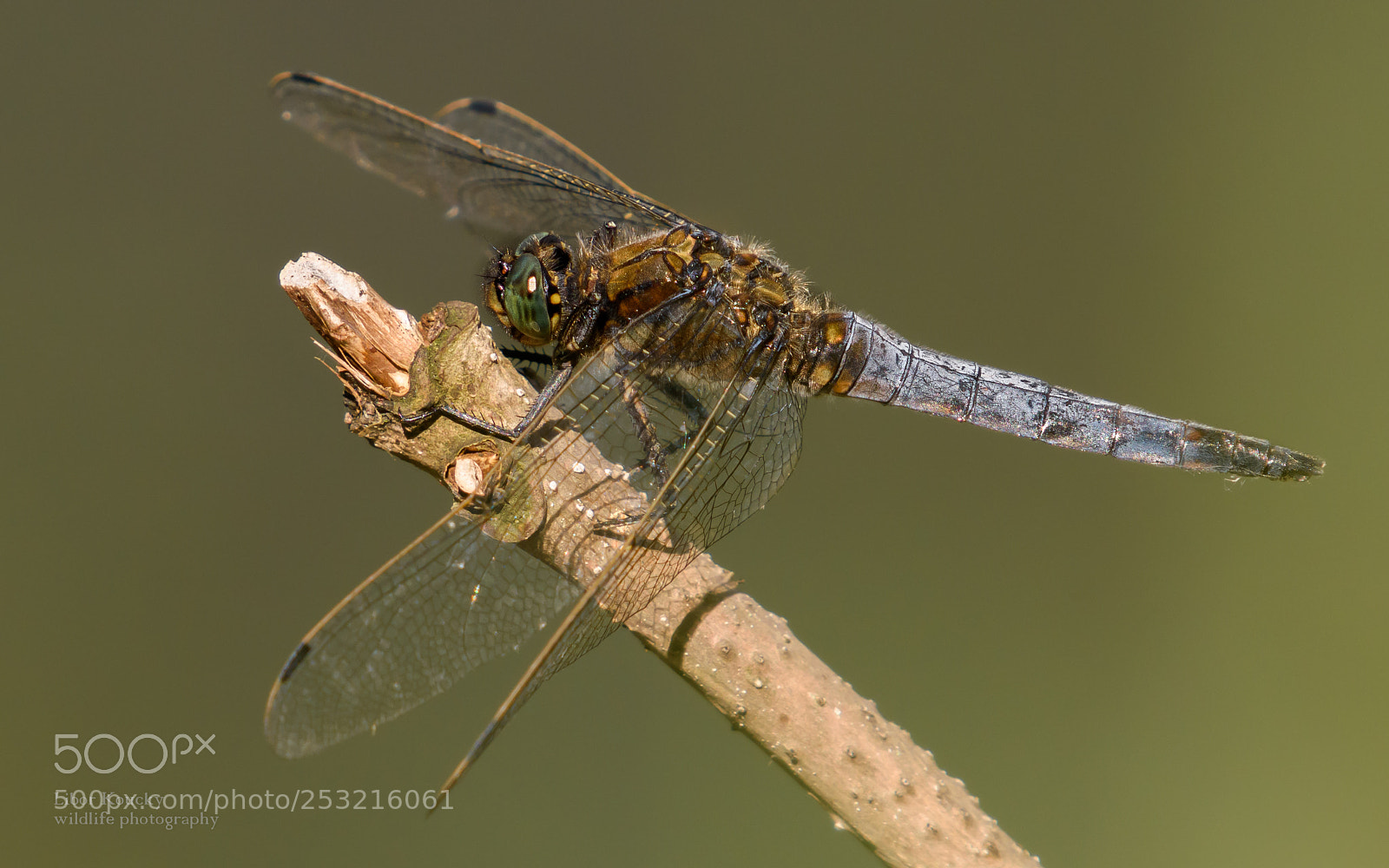 Nikon D5500 sample photo. Insects photography