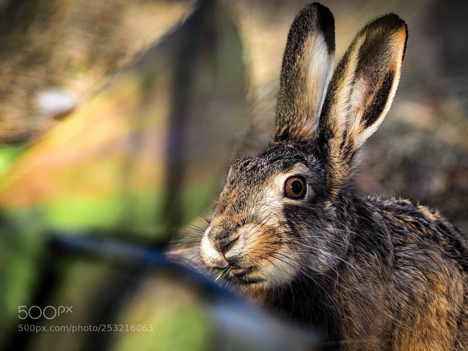 Olympus OM-D E-M1 Mark II sample photo. Mr o’hare photography