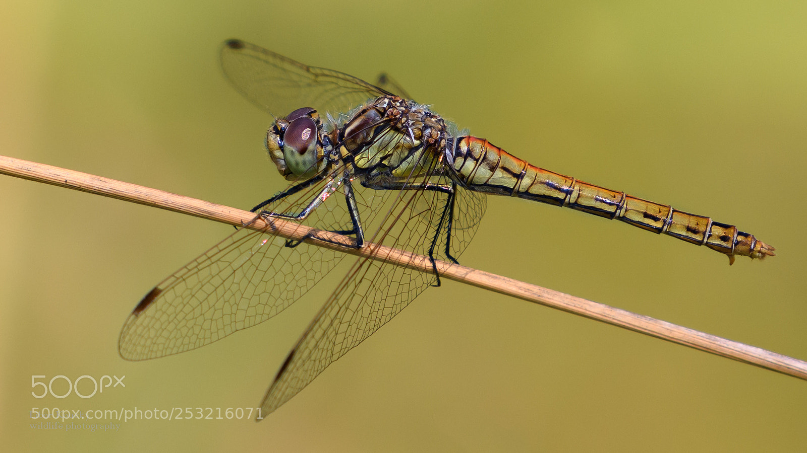 Nikon D500 sample photo. Insects photography