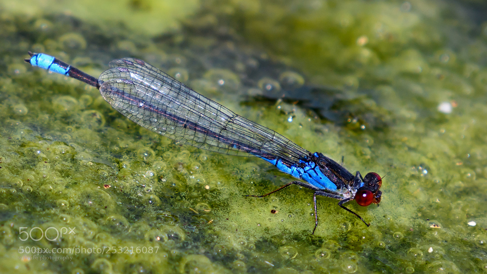 Nikon D500 sample photo. Insects photography