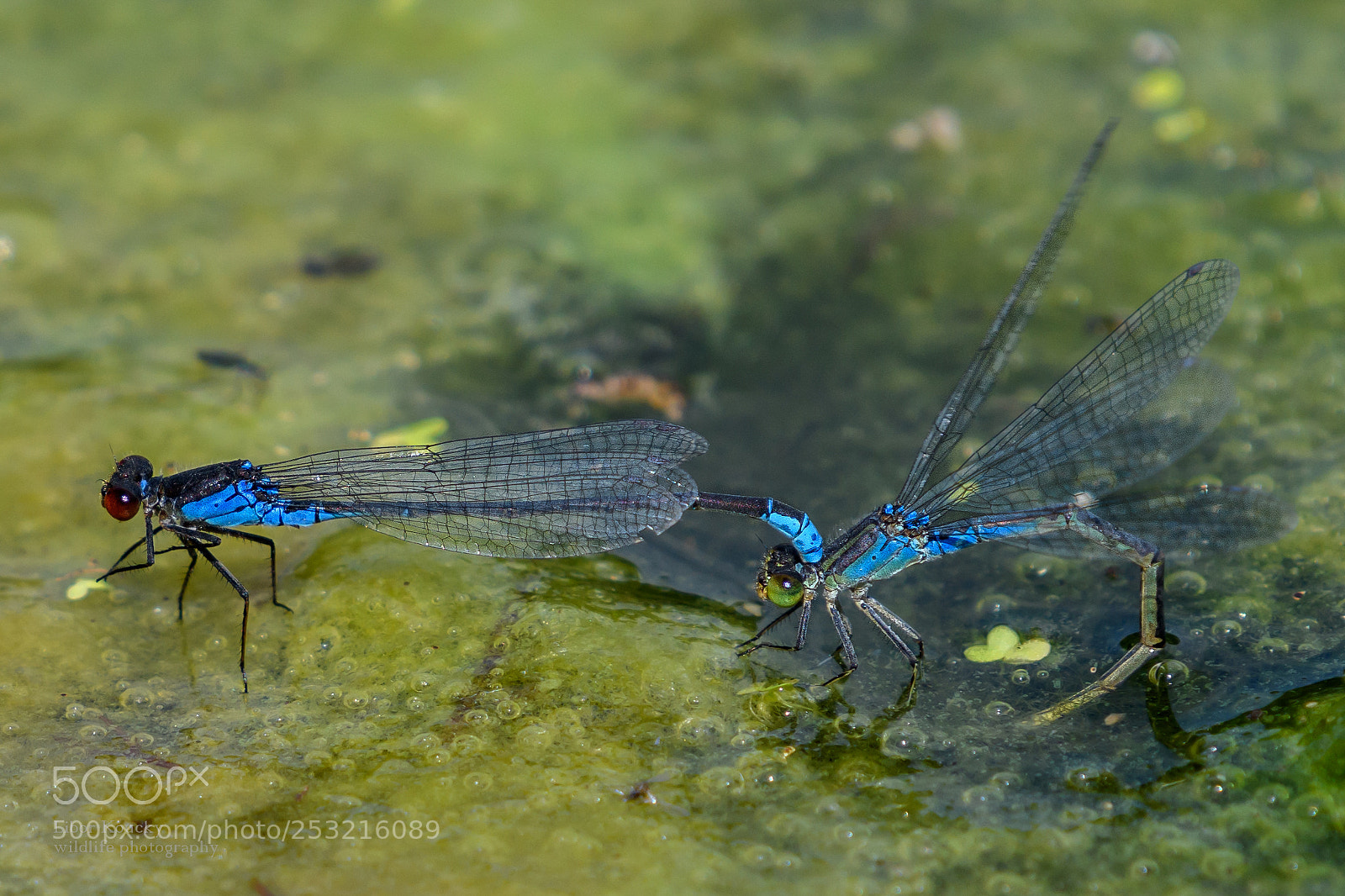 Nikon D500 sample photo. Insects photography