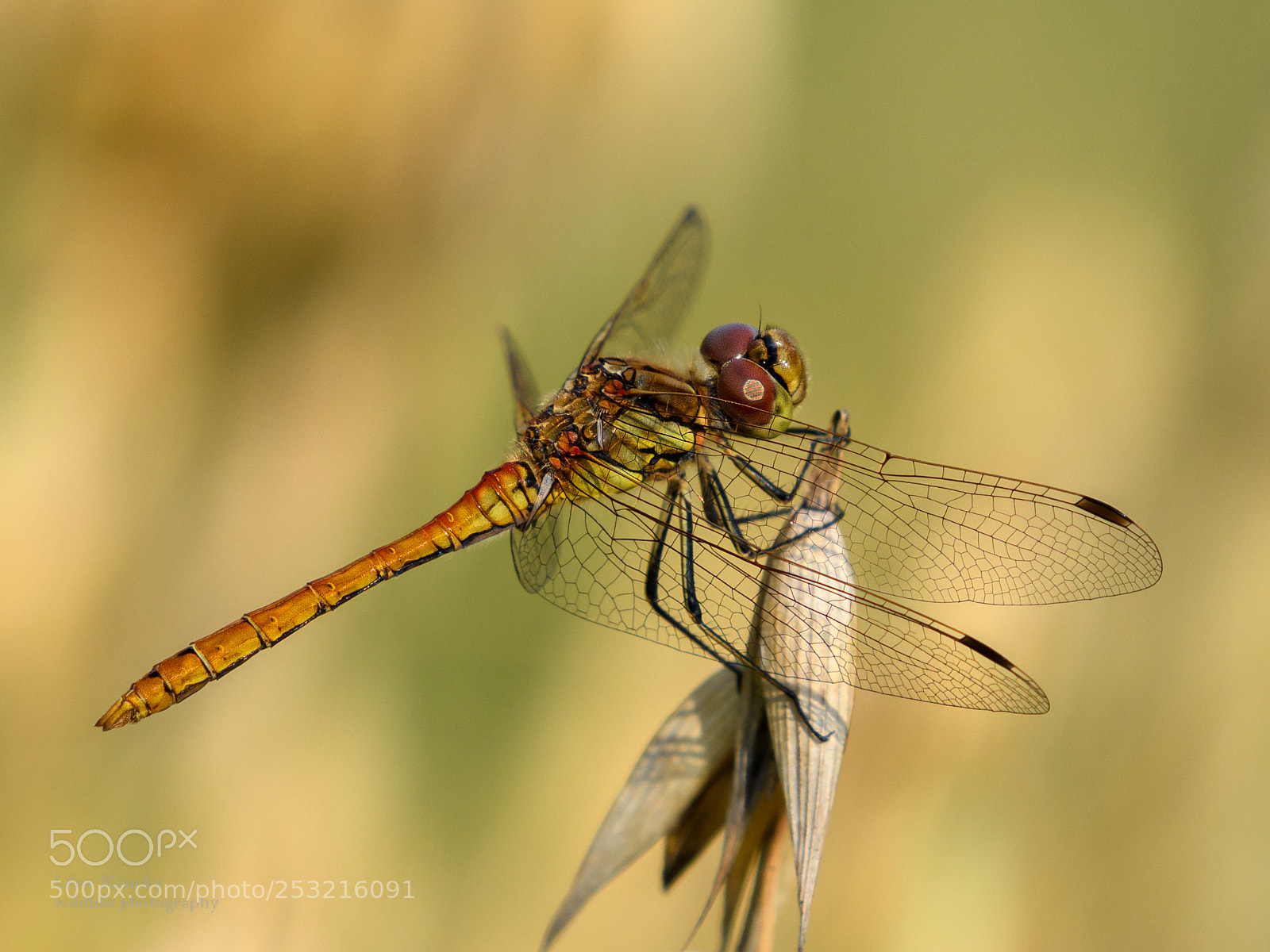 Nikon D500 sample photo. Insects photography