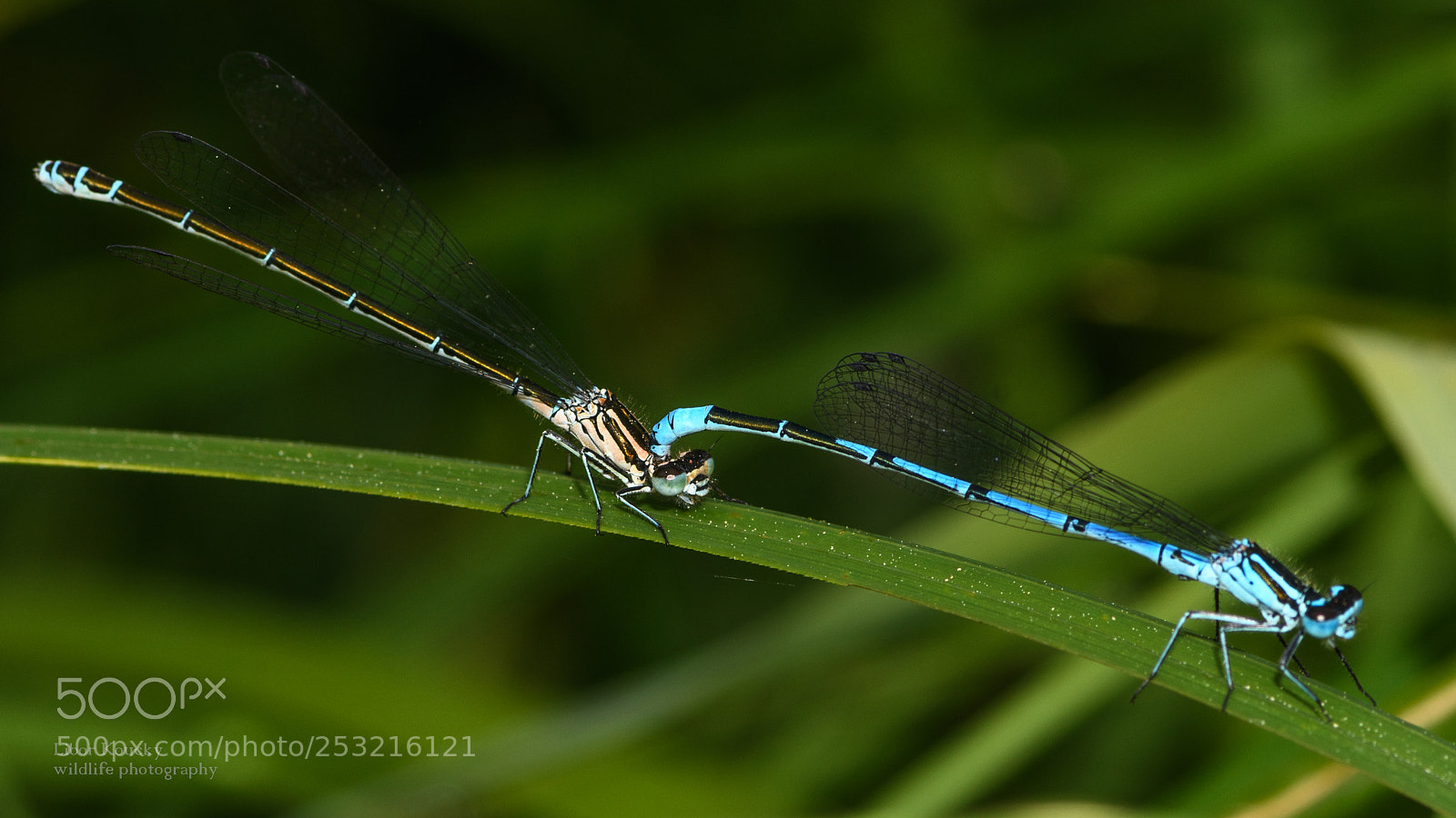 Nikon D500 sample photo. Insects photography