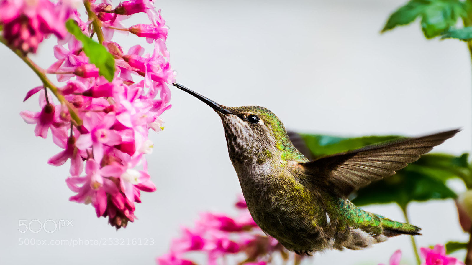 Nikon D800 sample photo. Even wild birds visit photography